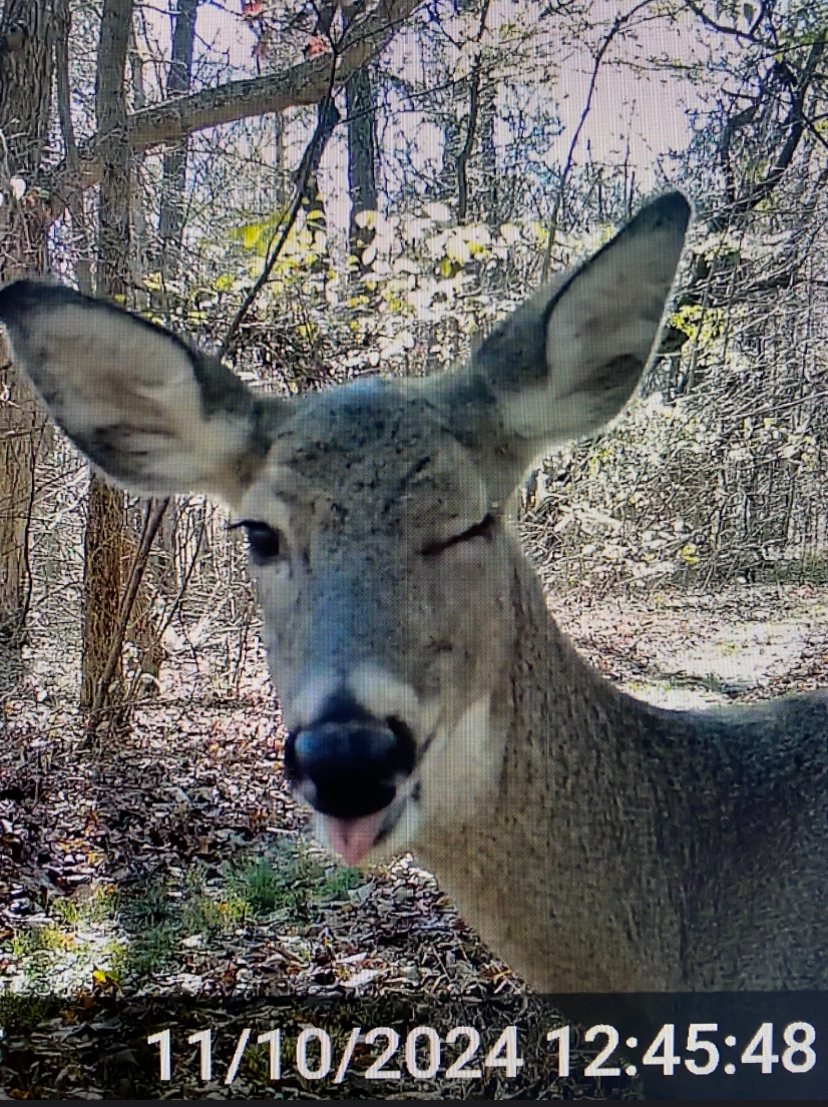 Trail Cam Photo Contest: Funniest Moments Caught on Camera | MeatEater  Wired To Hunt, image size:828x1107