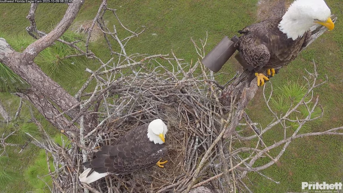 Southwest Florida Eagle Cam, Digital creator