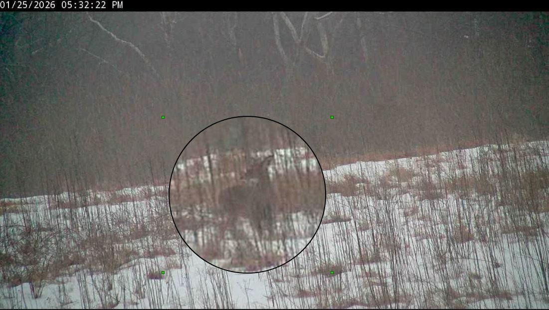 Jan 25 Deer blending in so nicely.JPG