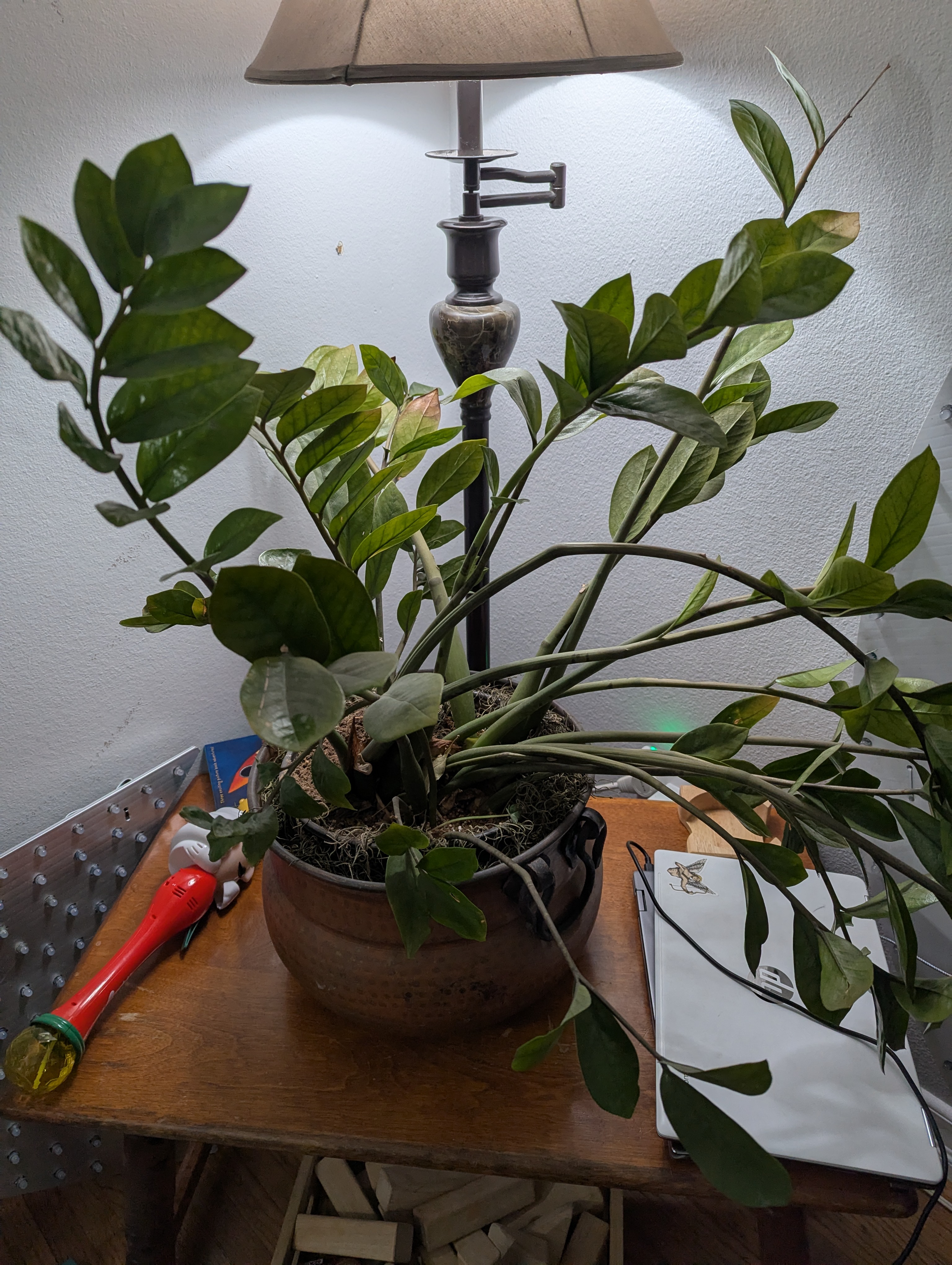 The Sill | How To Care for a ZZ Plant