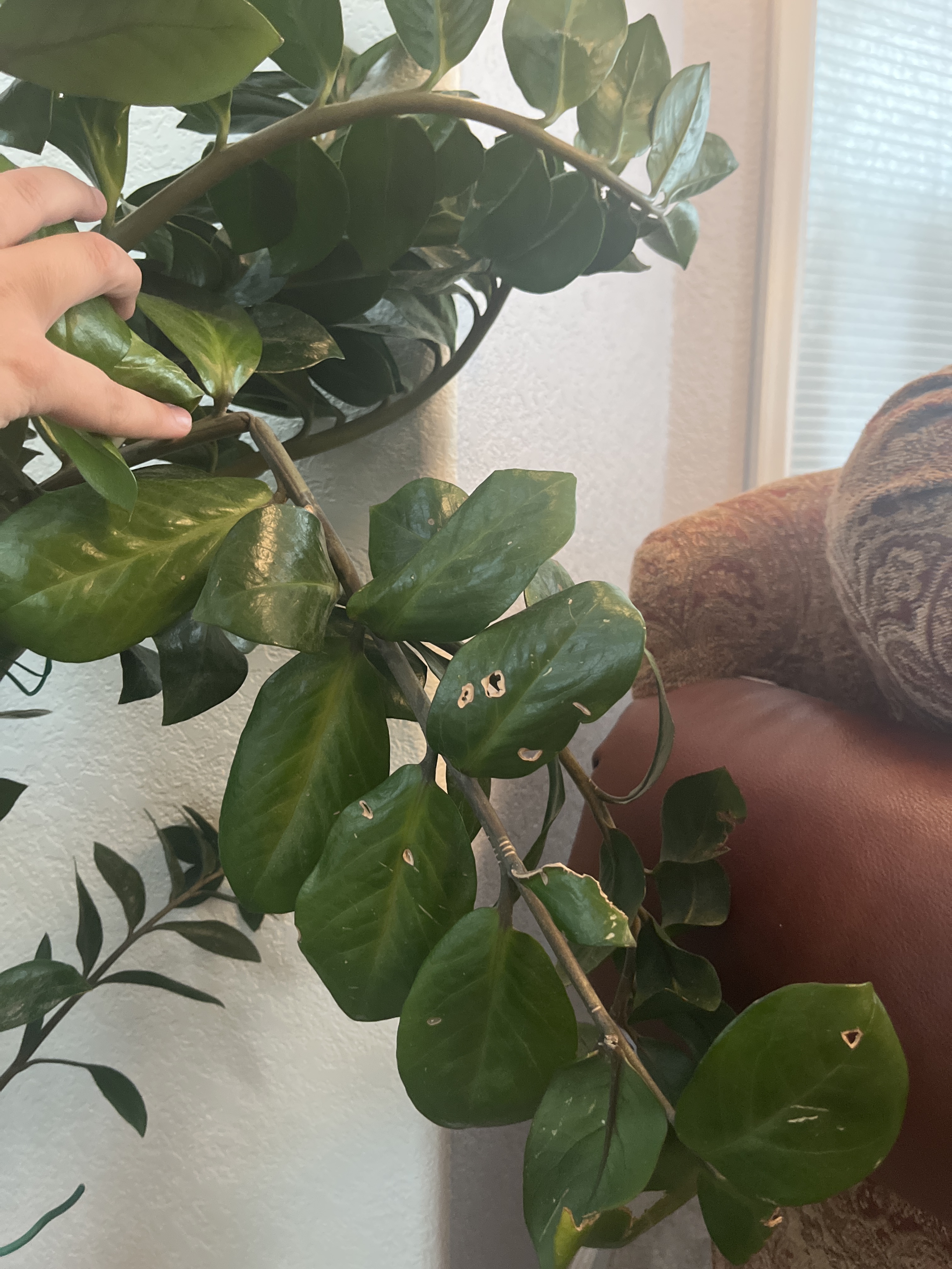 The Sill | How To Care for a ZZ Plant