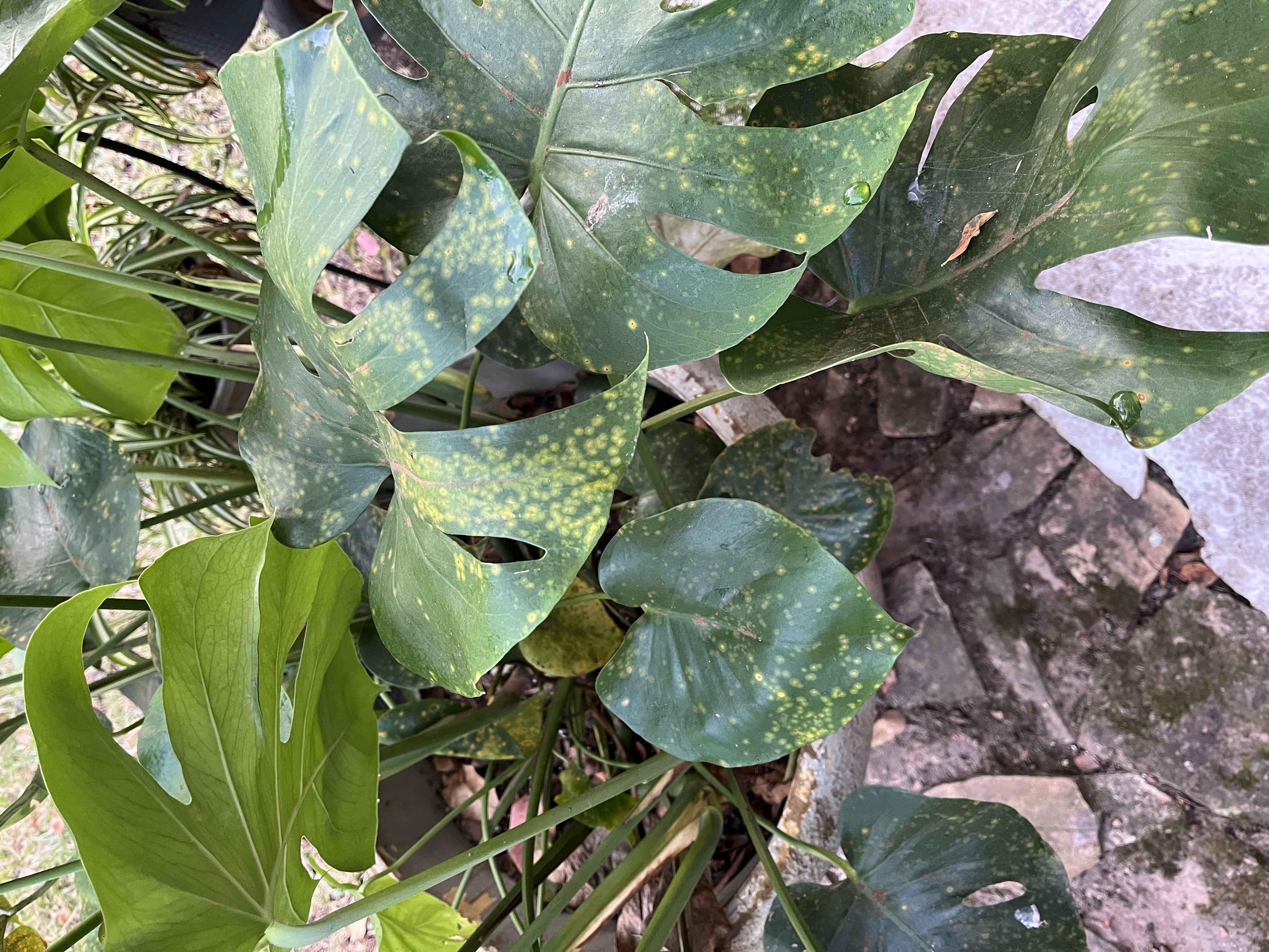 The Sill | How To Care for a Monstera Deliciosa
