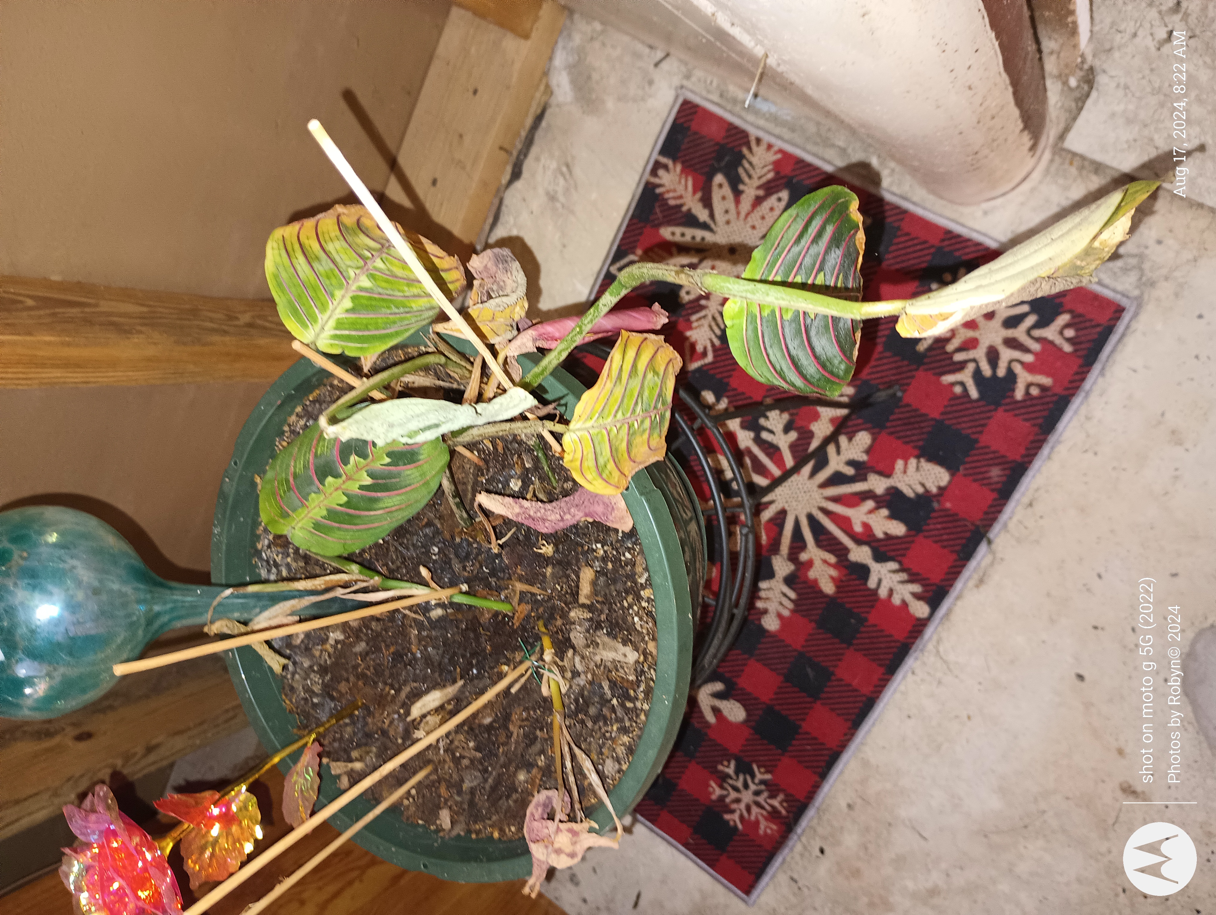 Prayer Plant Care Guide (Maranta) | Tips & Tricks | The Sill