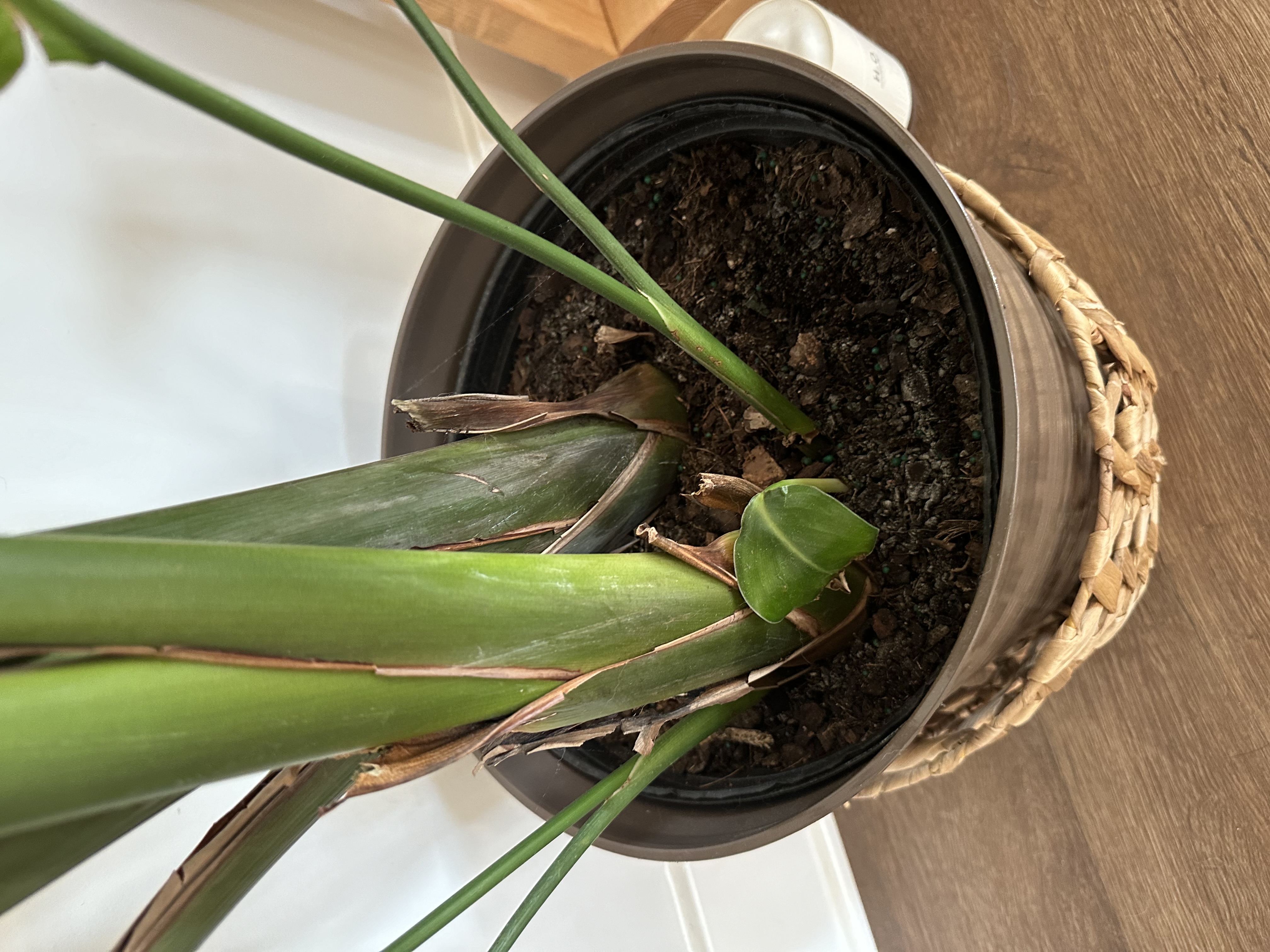 Bird of Paradise Care Guide | Indoor Growing Tips | The Sill