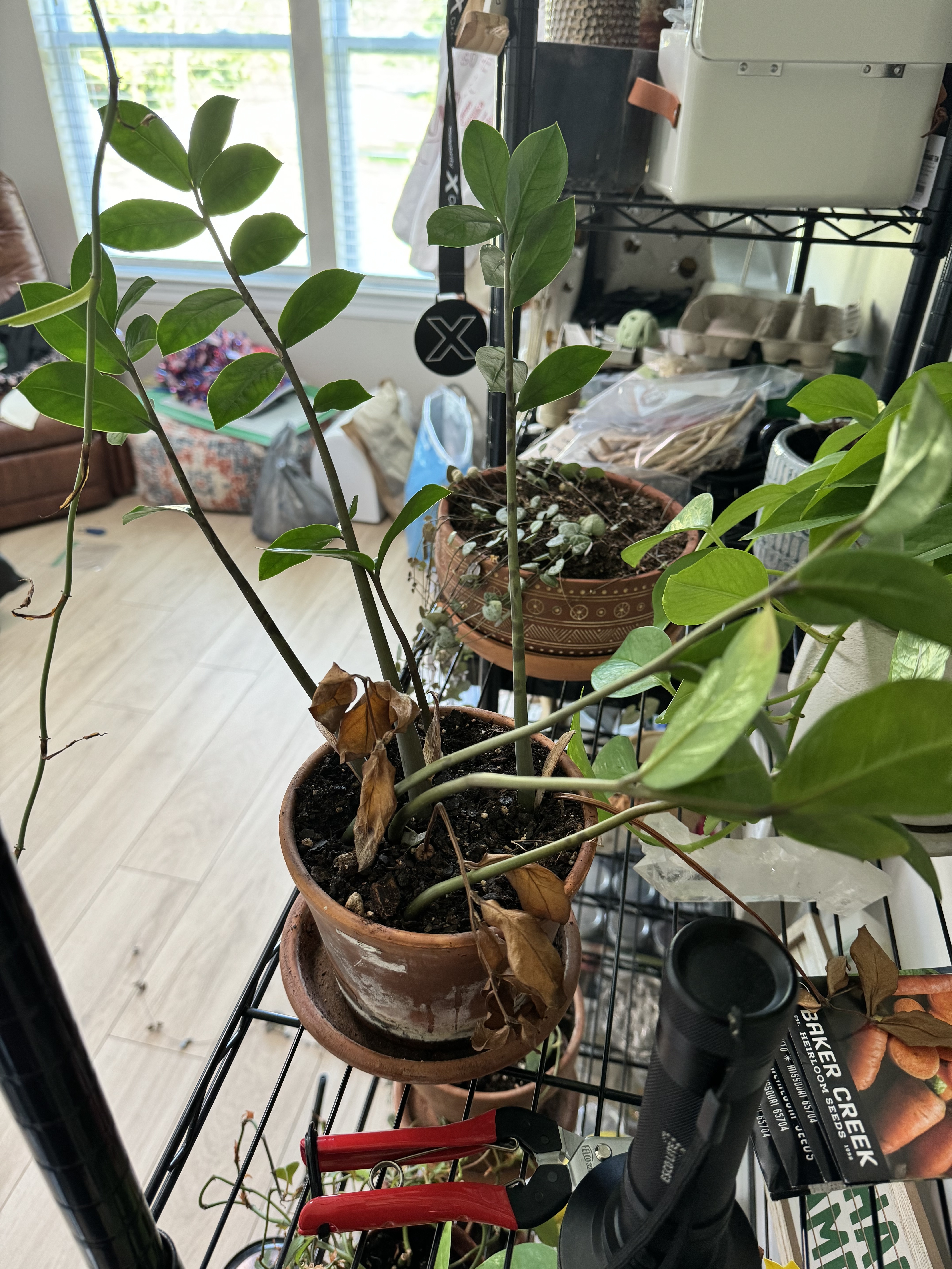 The Sill | How To Care for a ZZ Plant