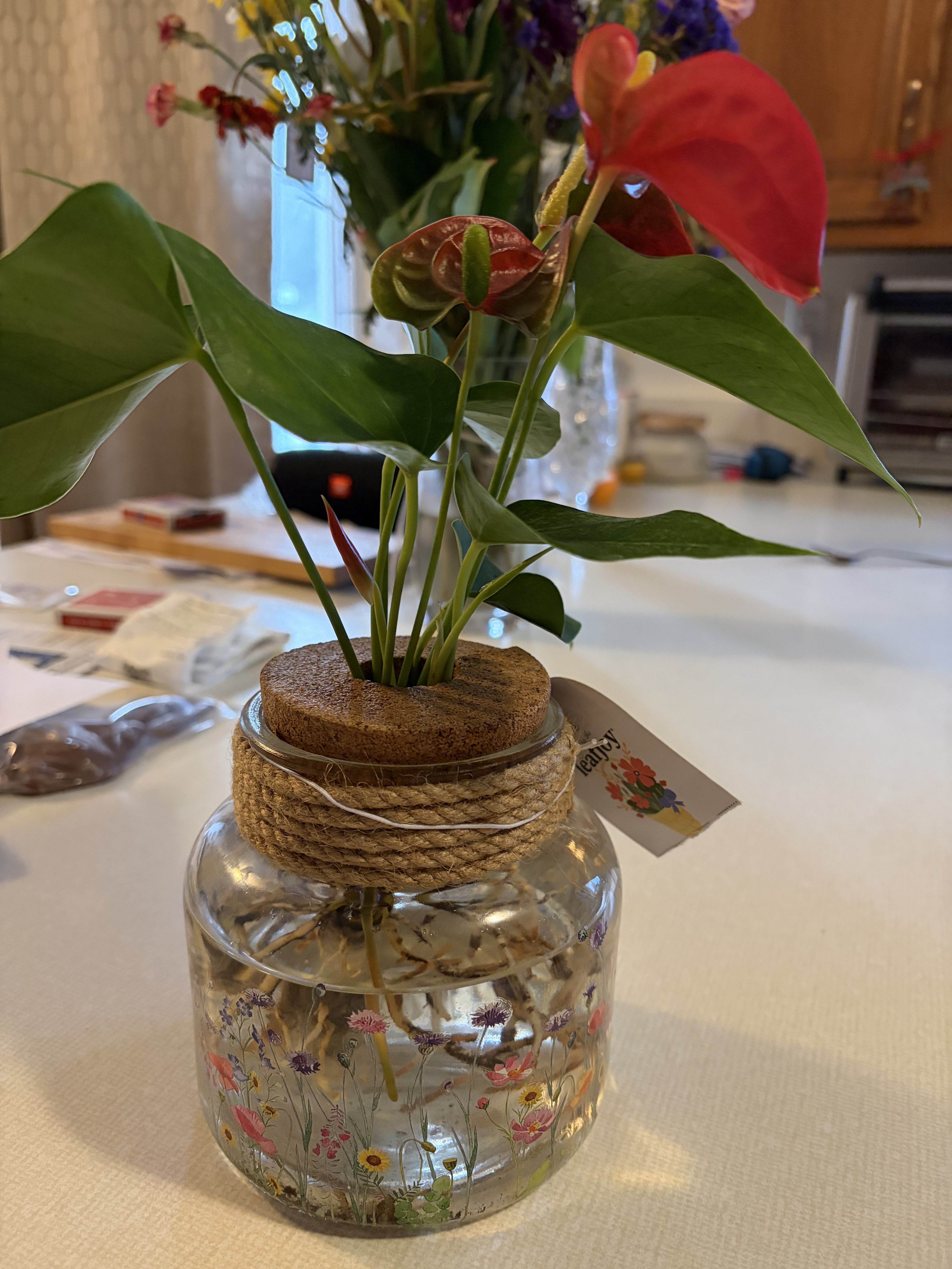 How to Care for Anthurium | The Sill