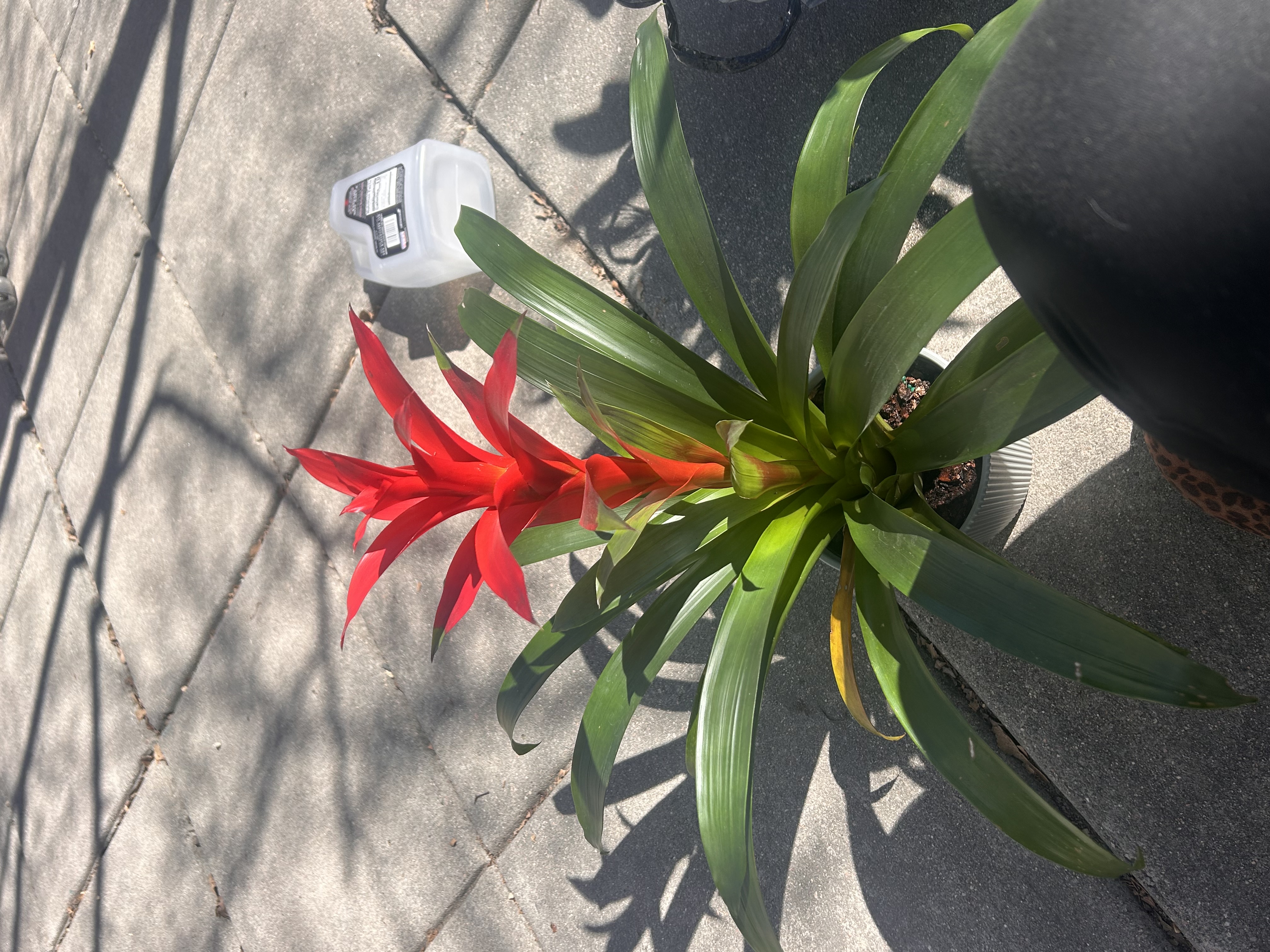 How to Care for a Bromeliad Plant Indoors - The Sill