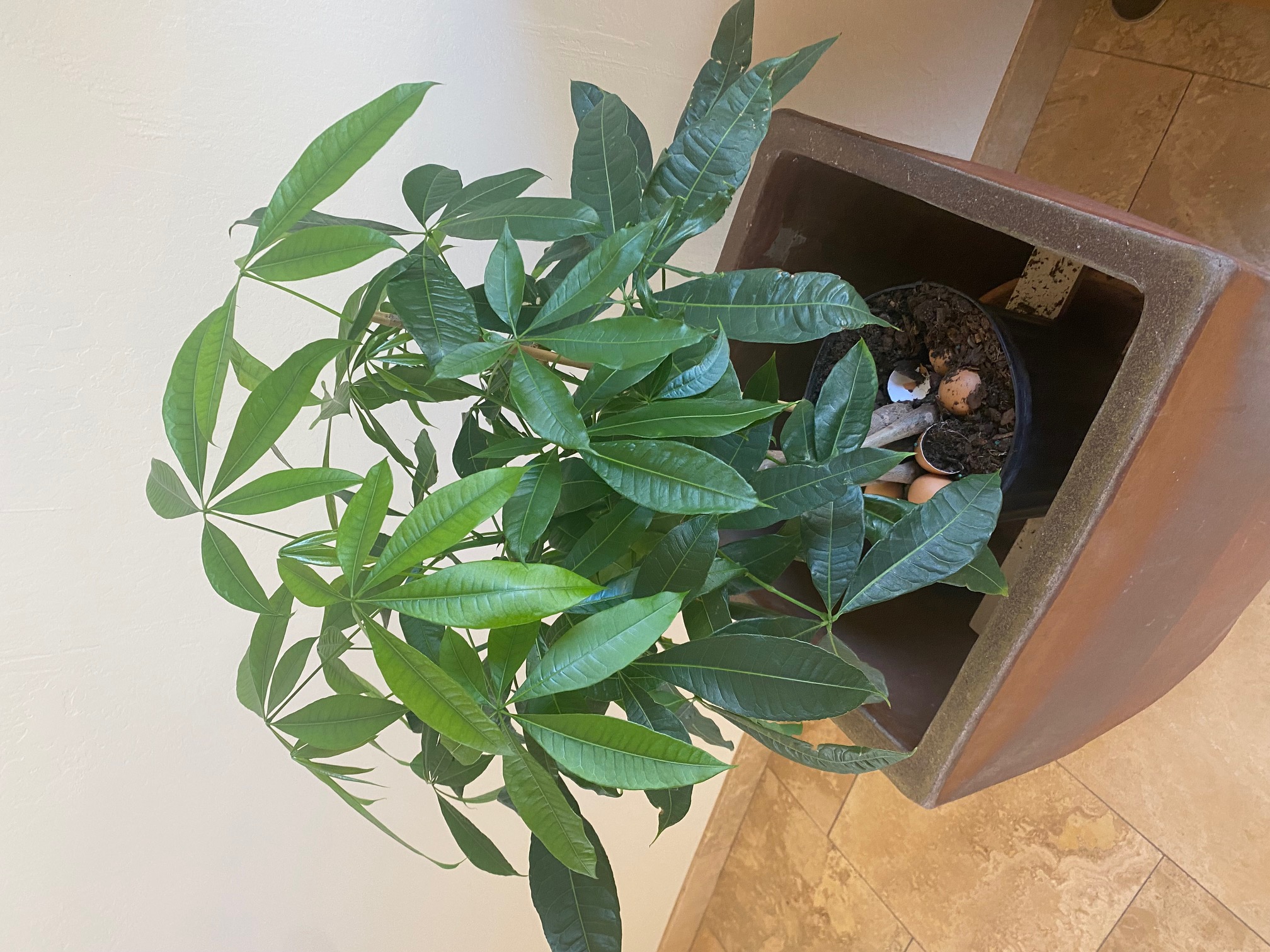 How to Care for a Money Tree Plant | The Sill