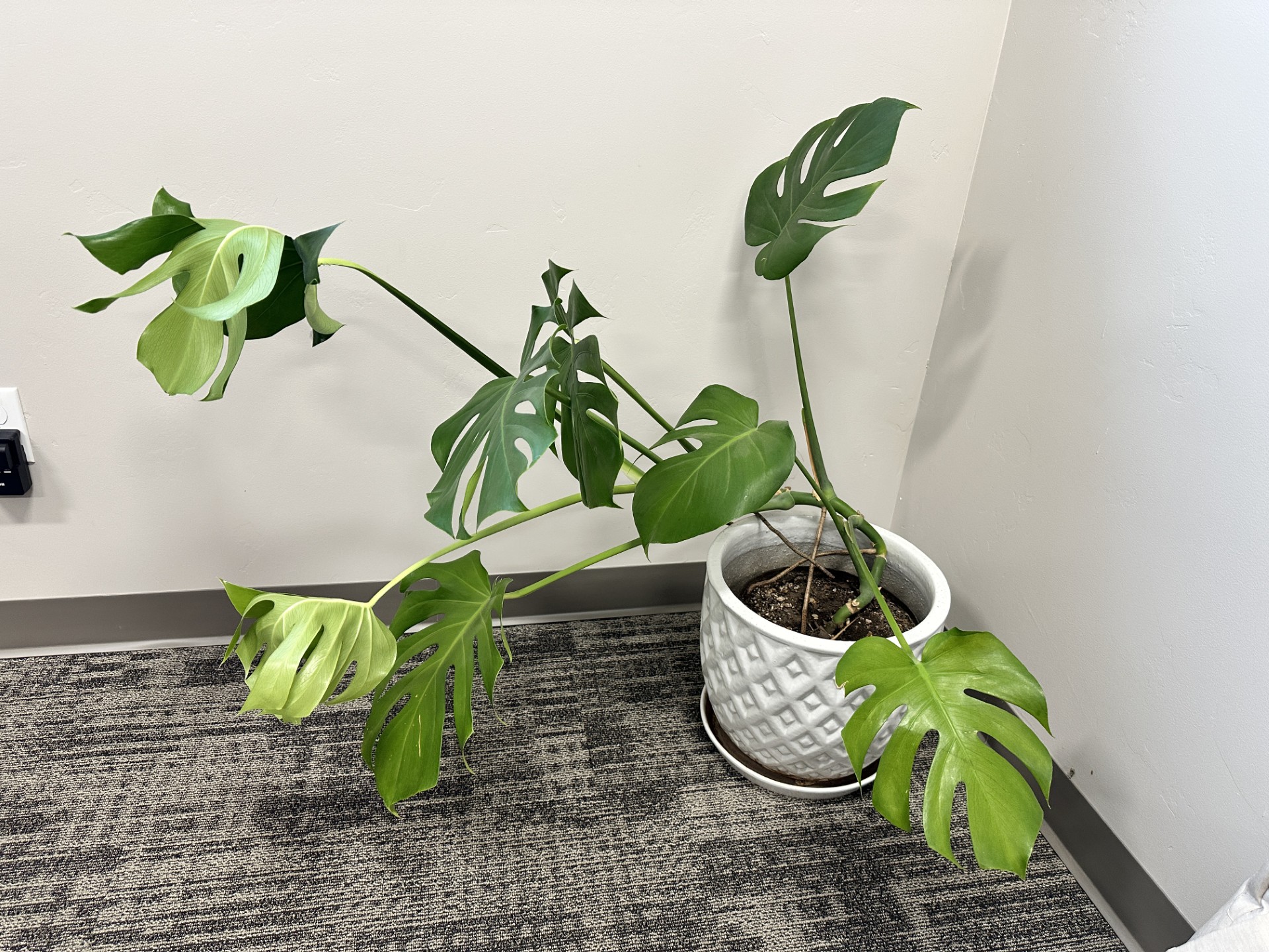 The Sill | How To Care for a Monstera Deliciosa