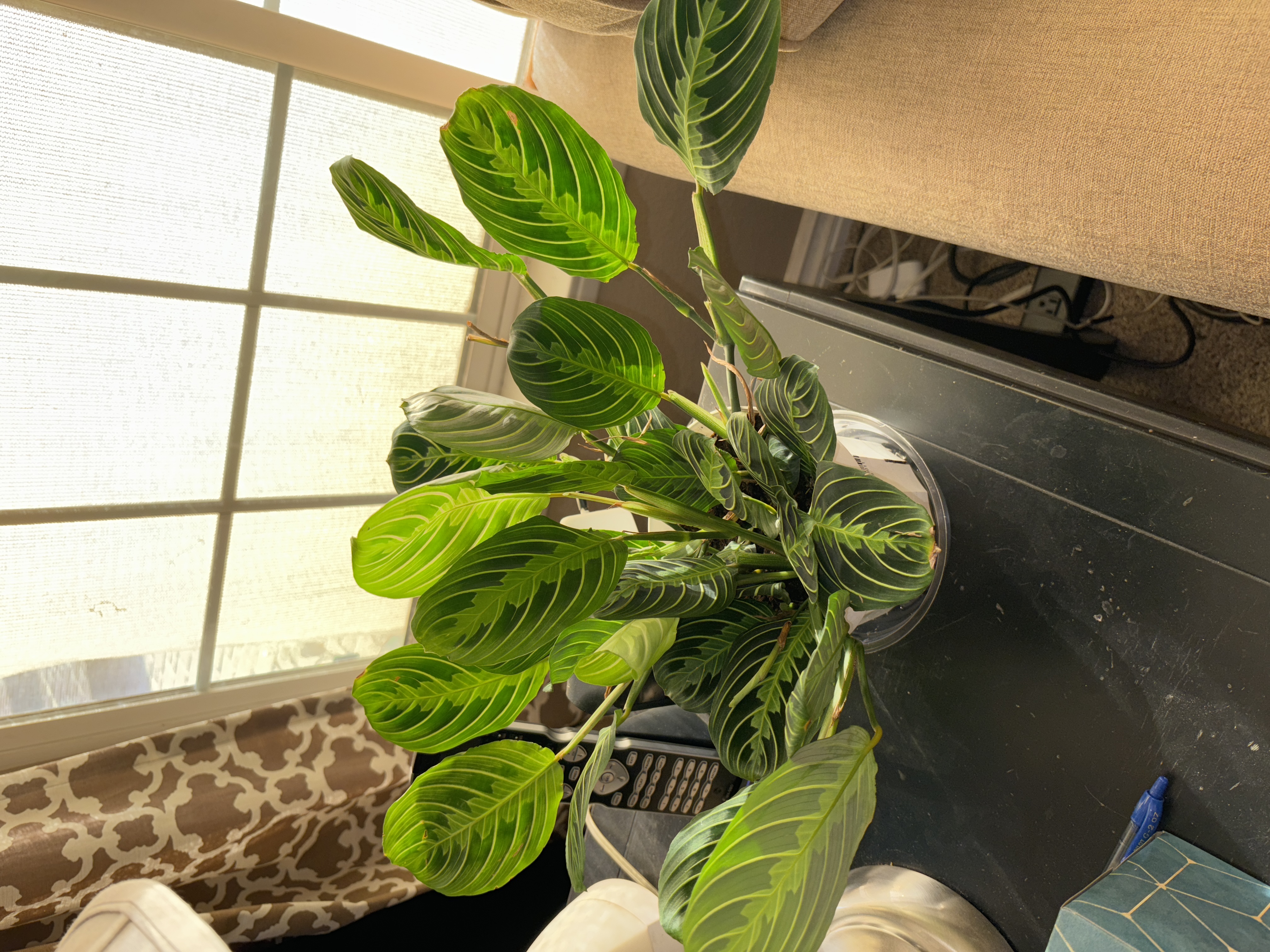 is a money tree a tropical plant Money Tree (Pachira aquatica) – Wild Lark