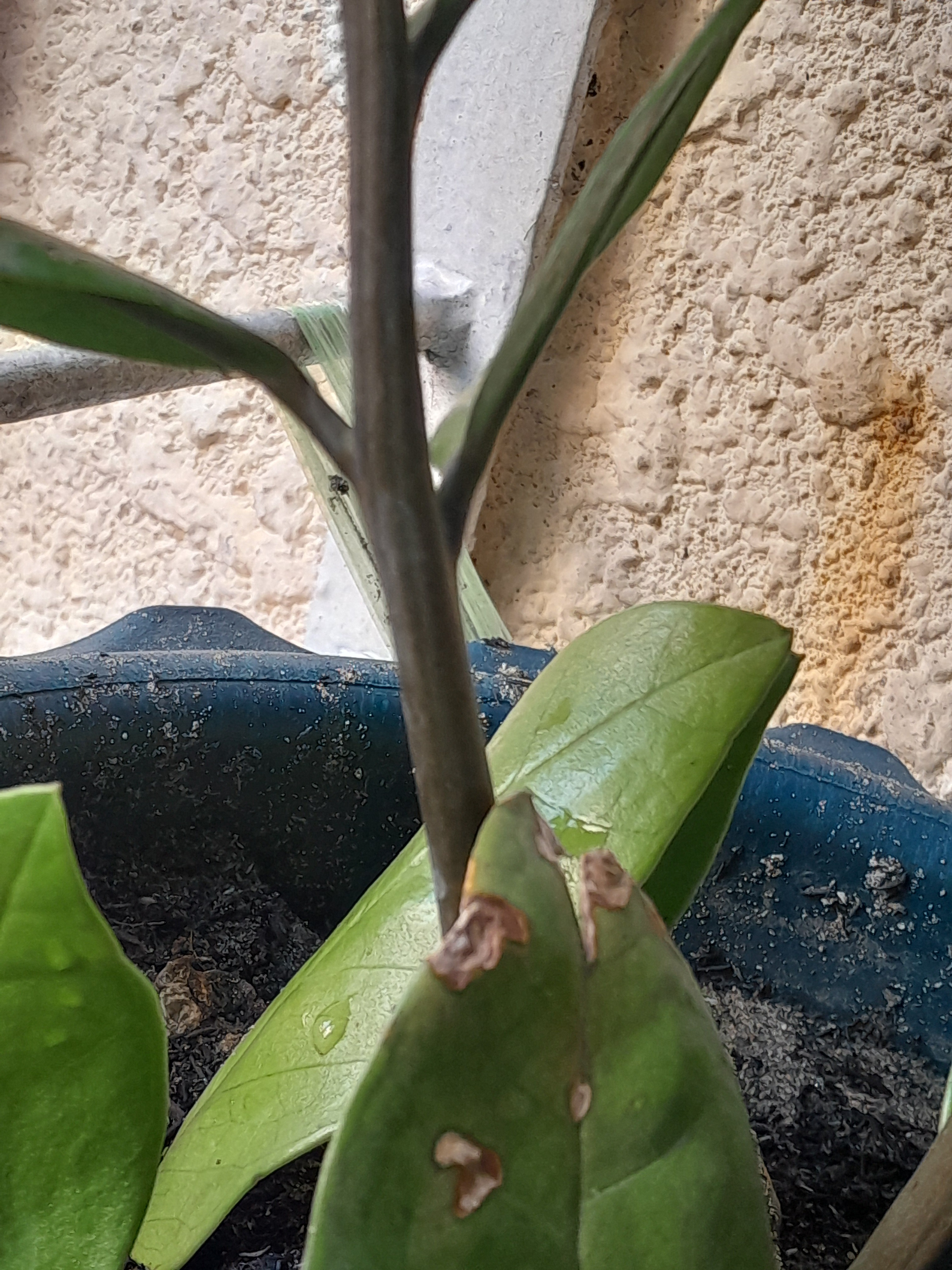 The Sill | How To Care for a ZZ Plant