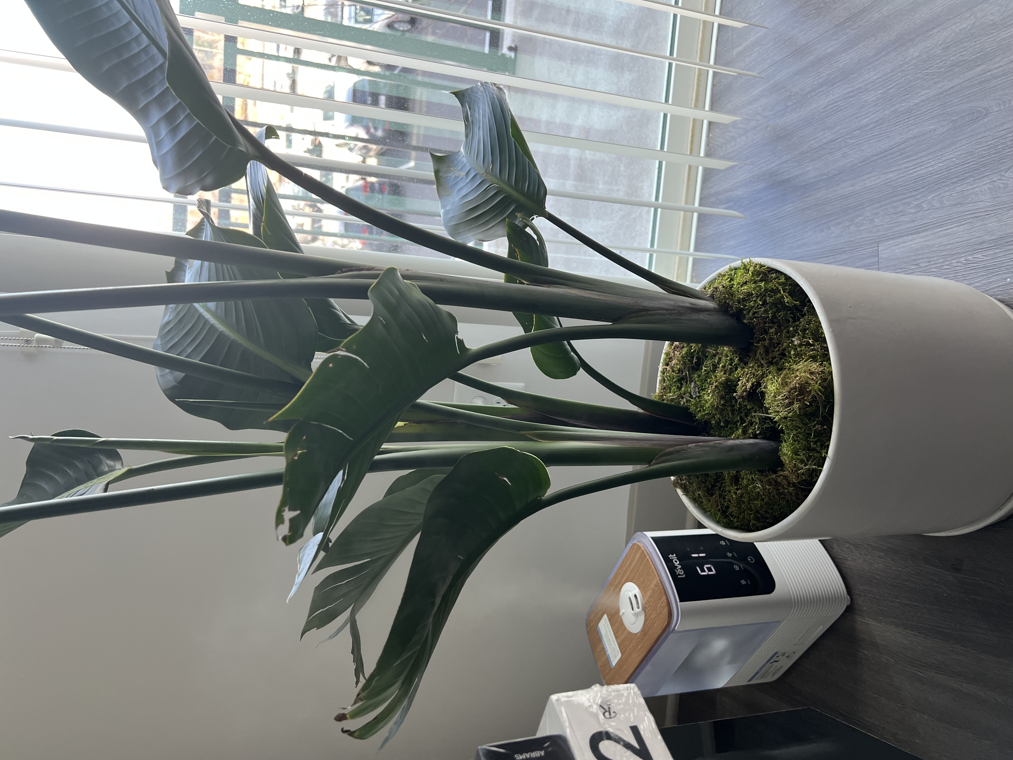 Bird of Paradise Care Guide | Indoor Growing Tips | The Sill
