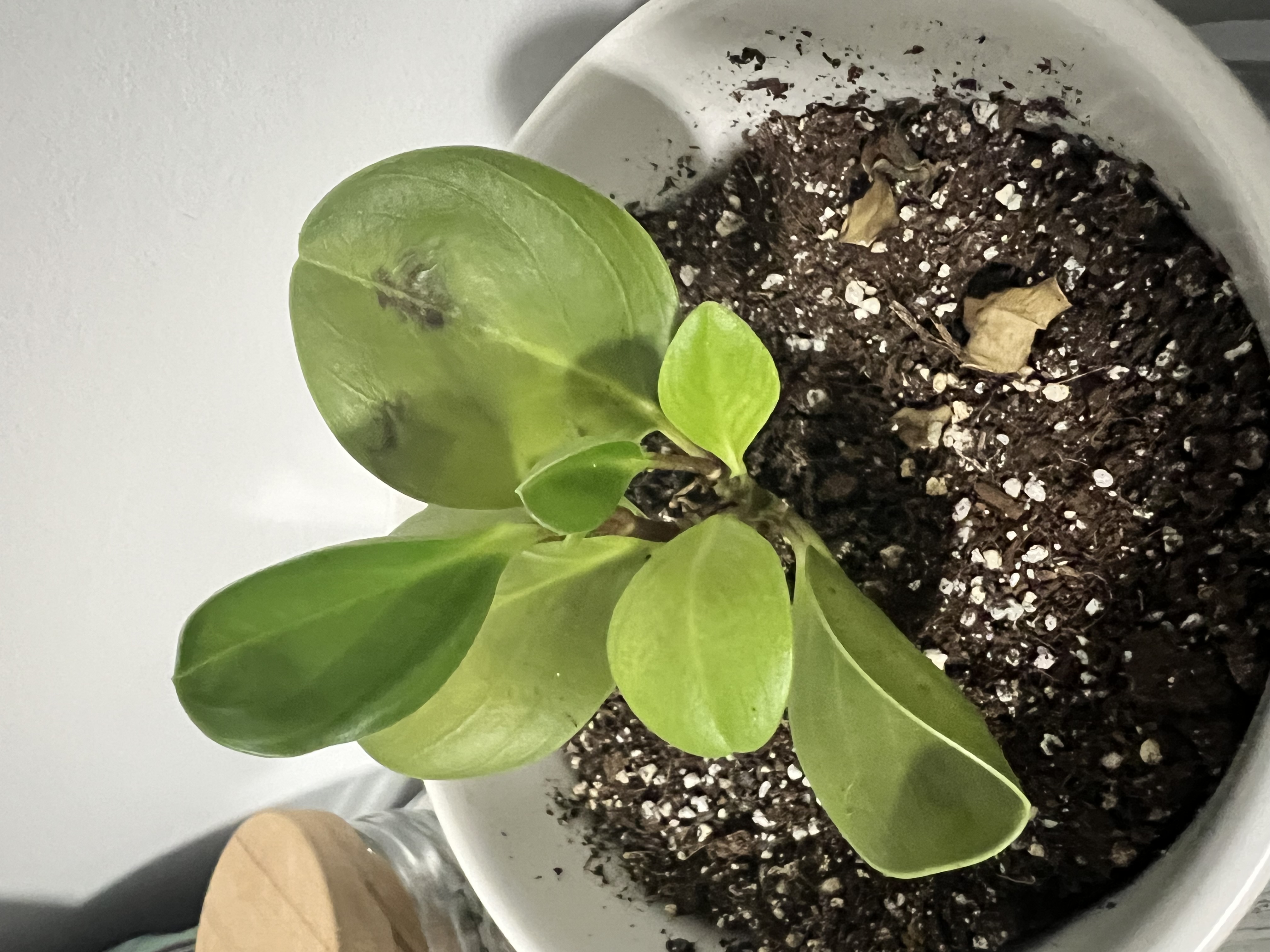 pothos plant image Neon Pothos | Easy, Bright Chartreuse Indoor Vine