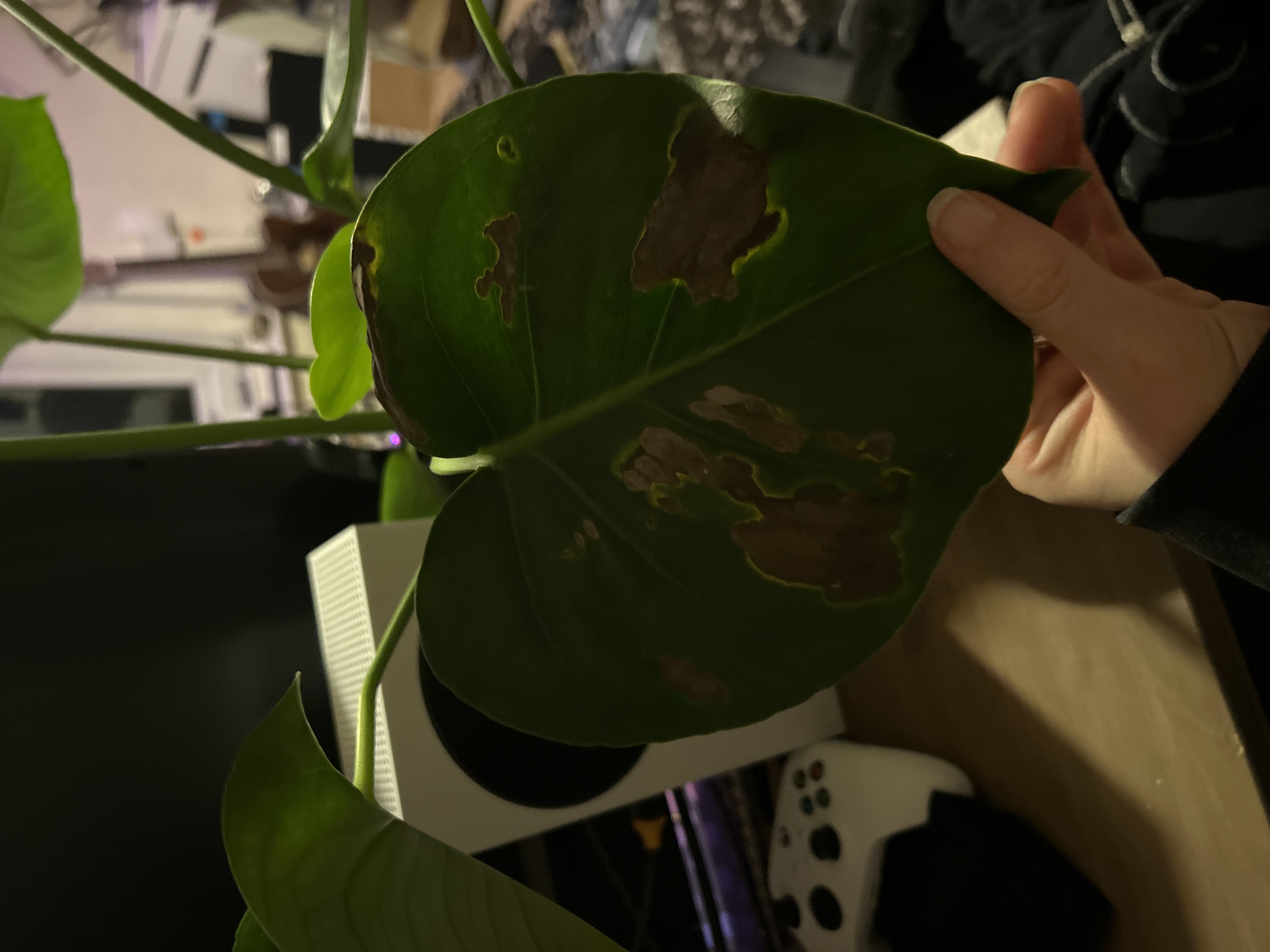 philodendron camouflage vs golden dragon Golden Dragon 'Philodendron' 6