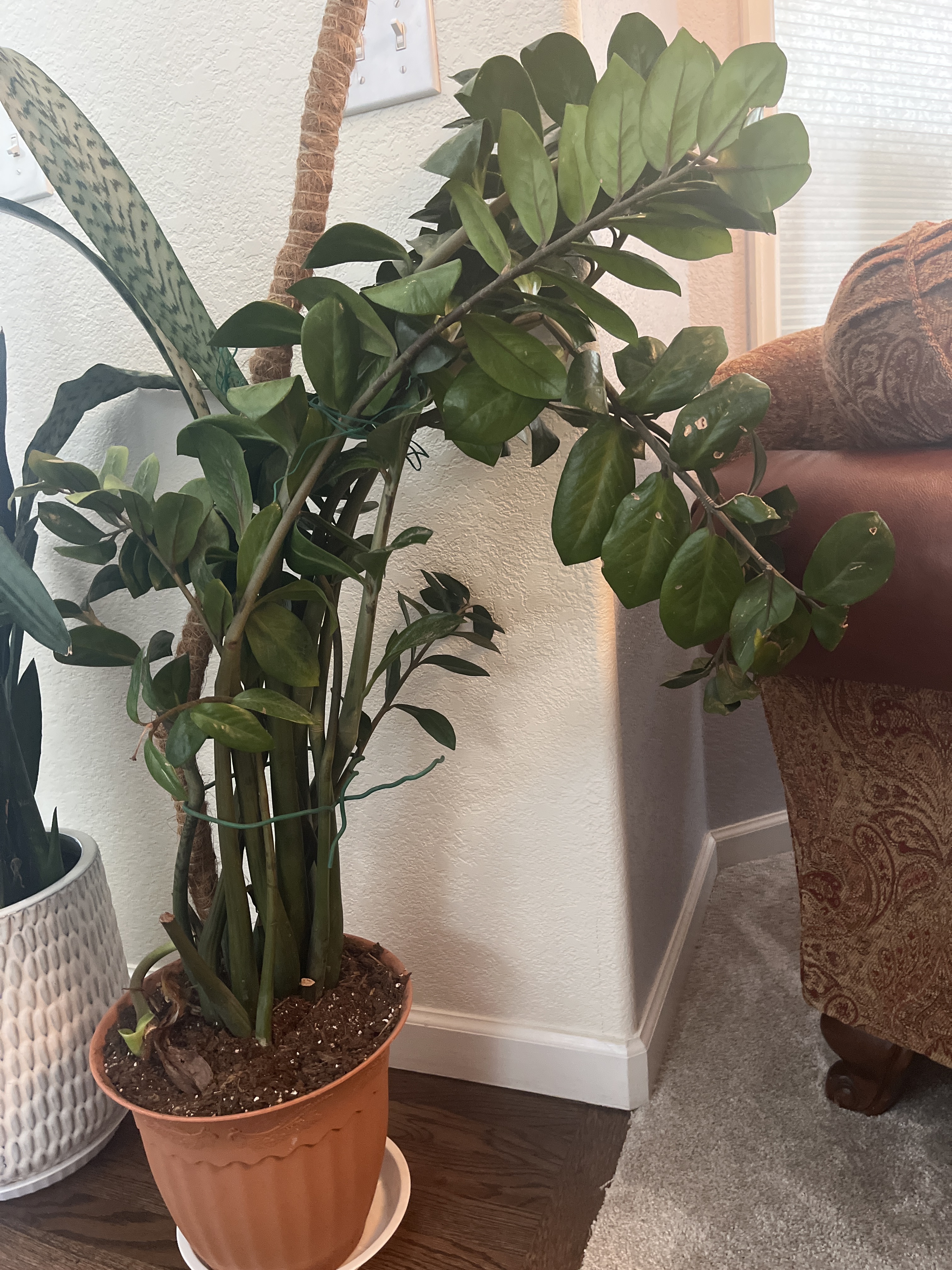 The Sill | How To Care for a ZZ Plant
