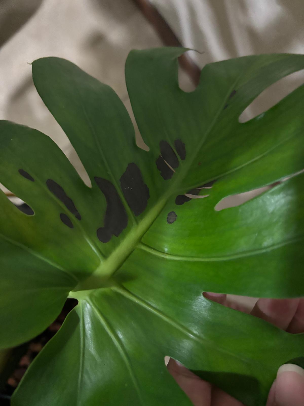 The Sill | How To Care for a Monstera Deliciosa