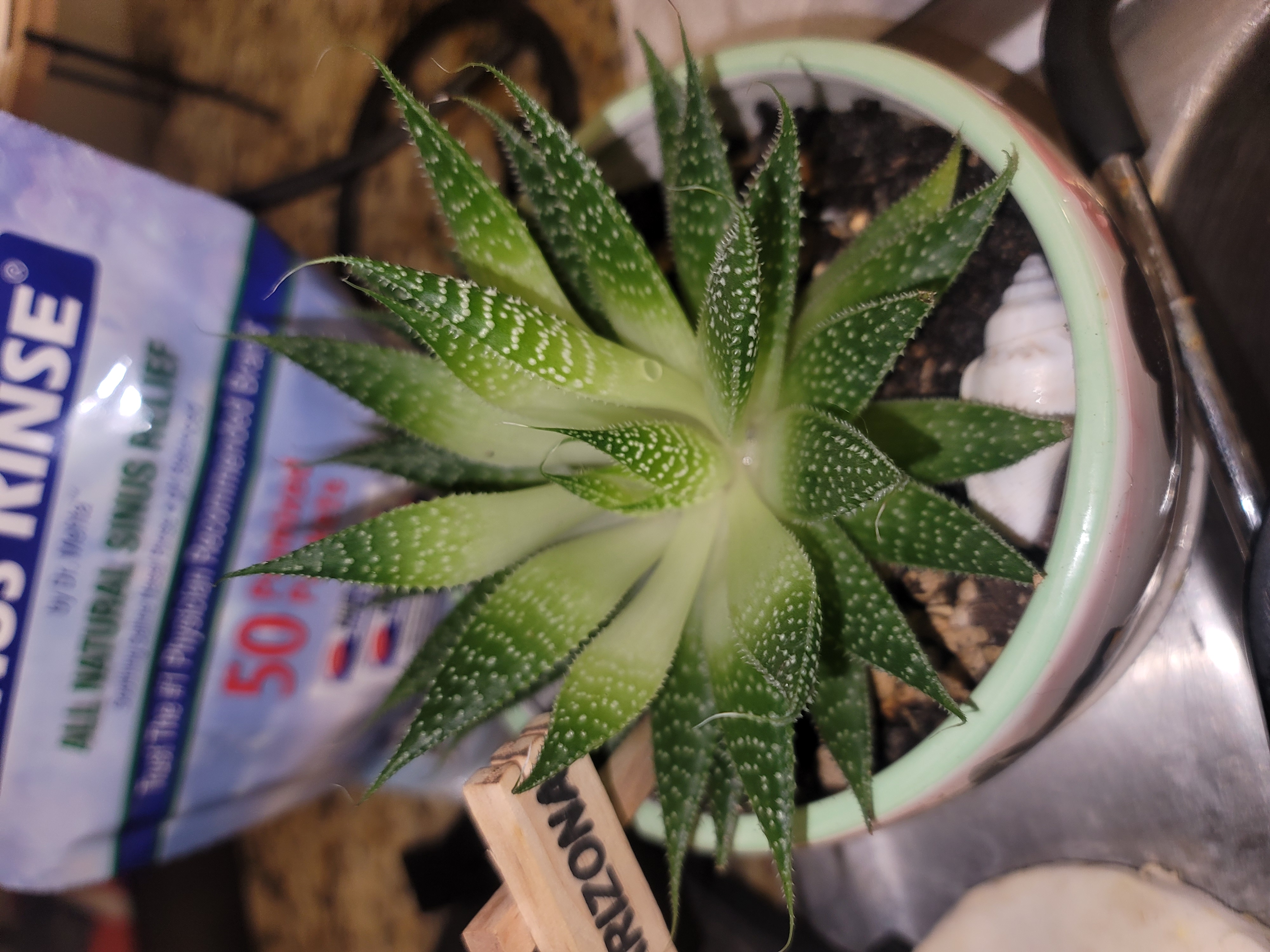 aloe vera kopfhaut schuppen Aloe Vera Spray aus der Apotheke