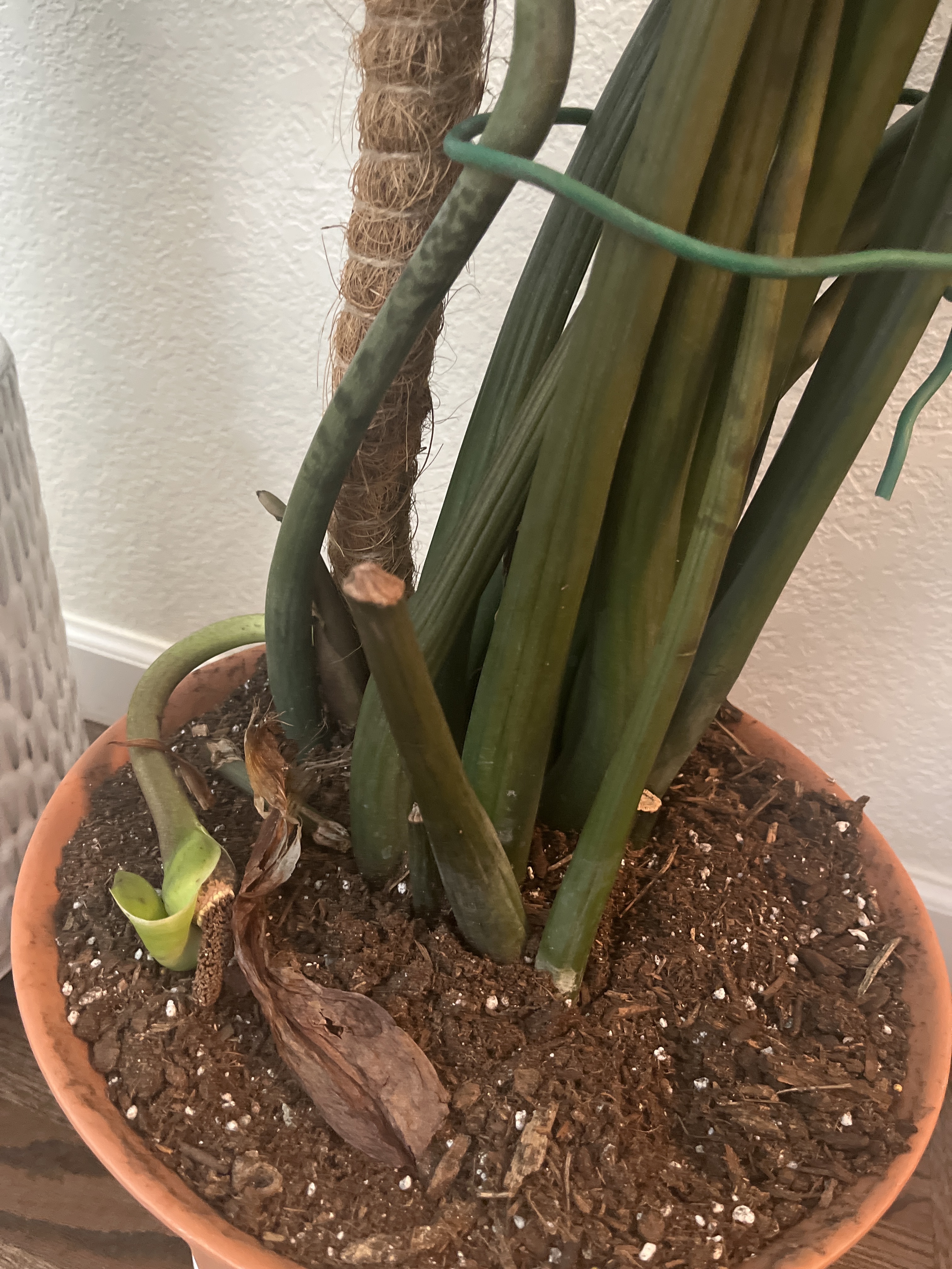 The Sill | How To Care for a ZZ Plant