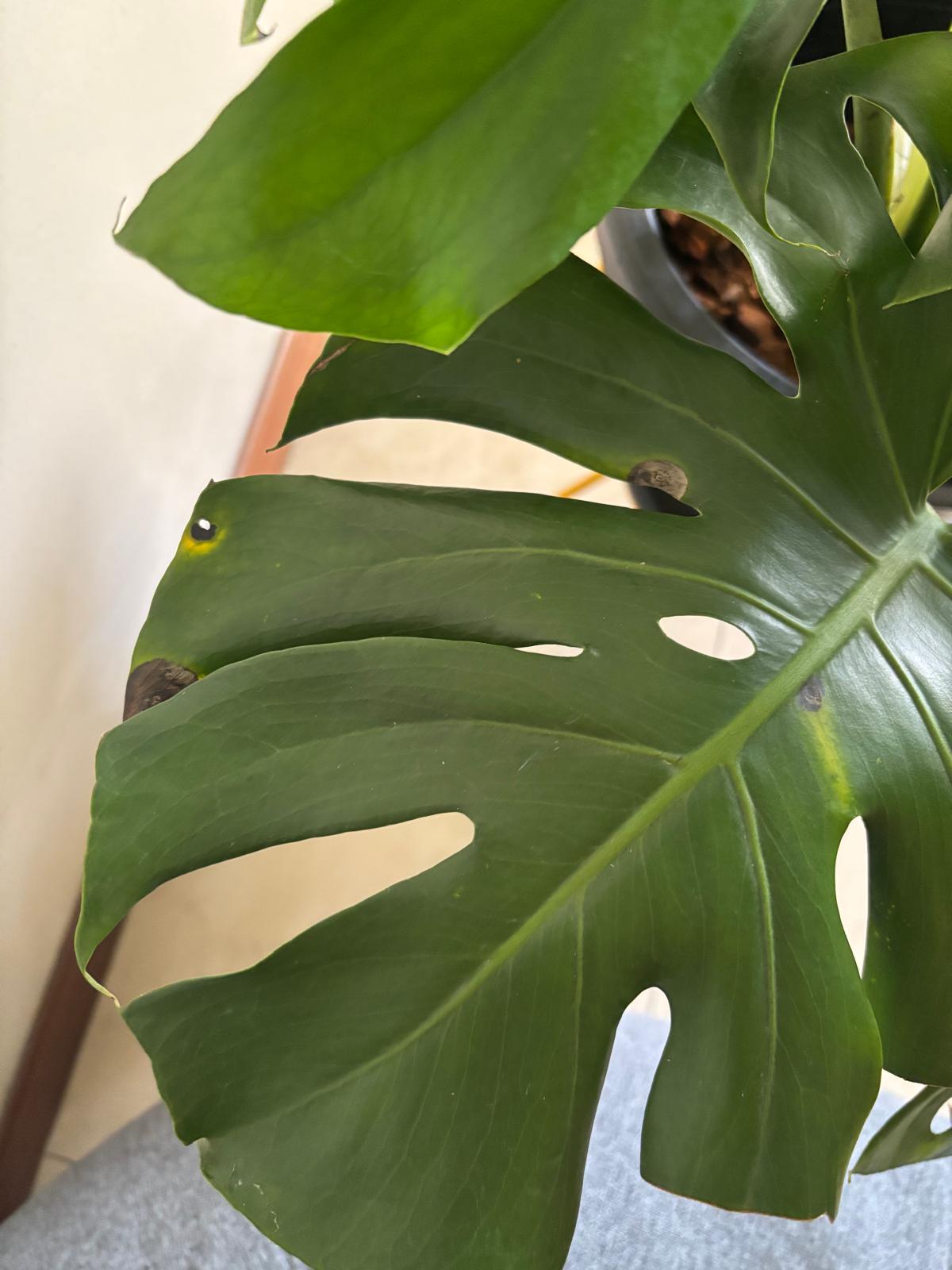 The Sill | How To Care for a Monstera Deliciosa