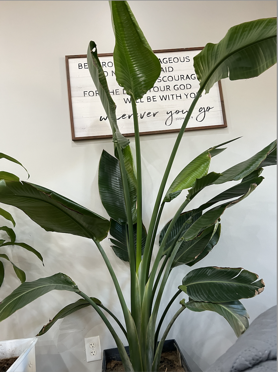 Bird of Paradise Care Guide | Indoor Growing Tips | The Sill