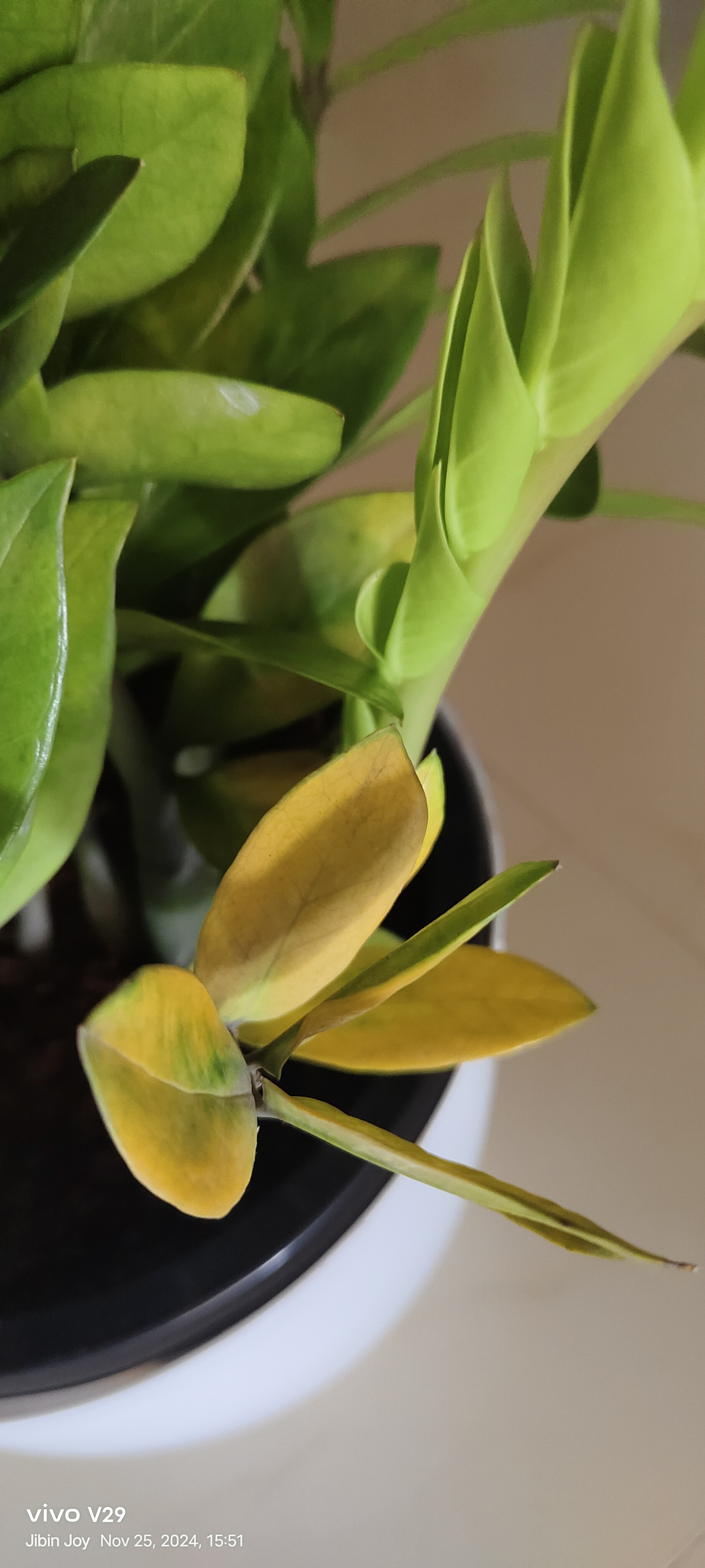 sansevieria robusta Sansevieria Robusta Golden Edge