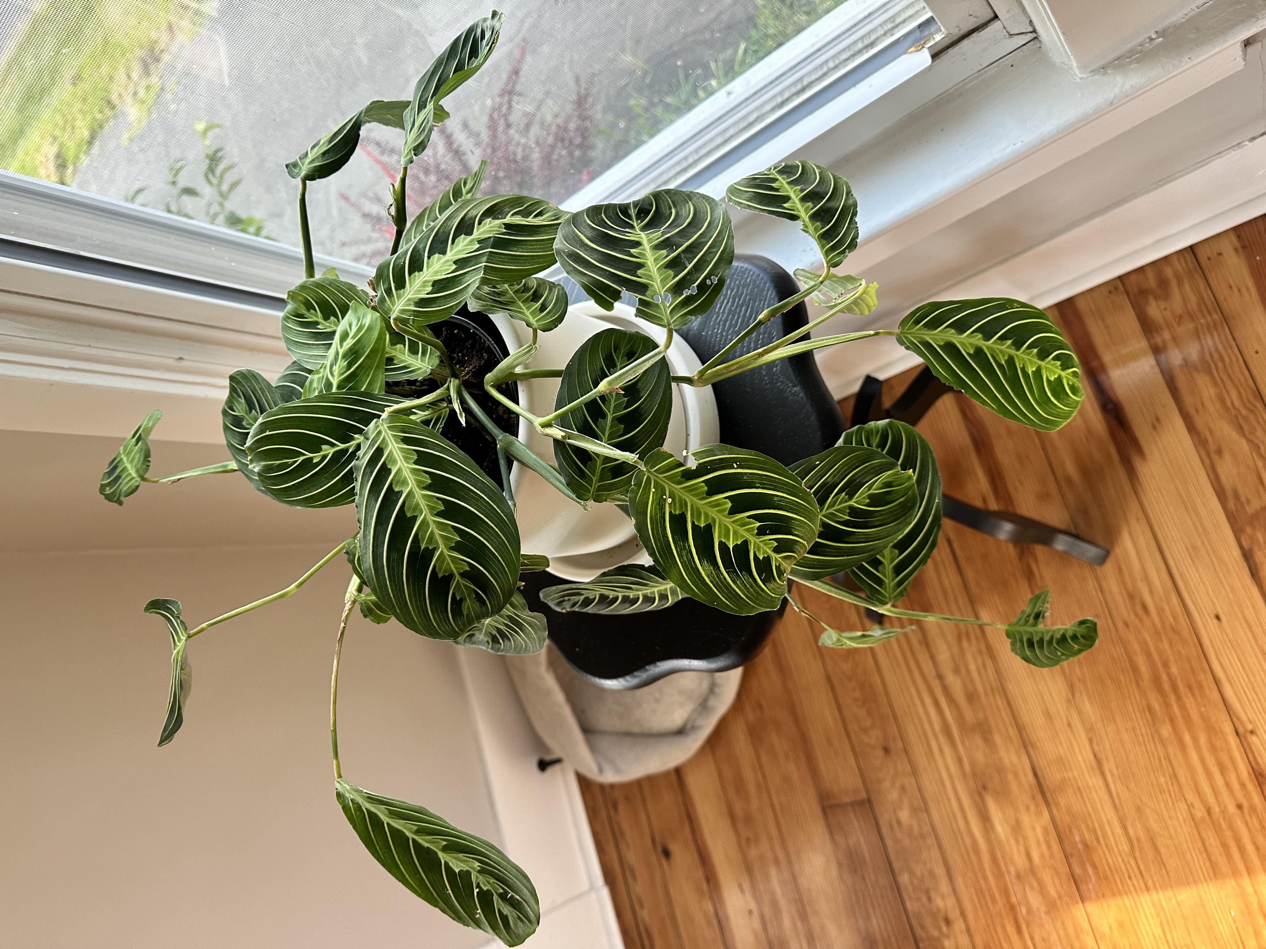 money maker plant The Feng Shui Money Makers