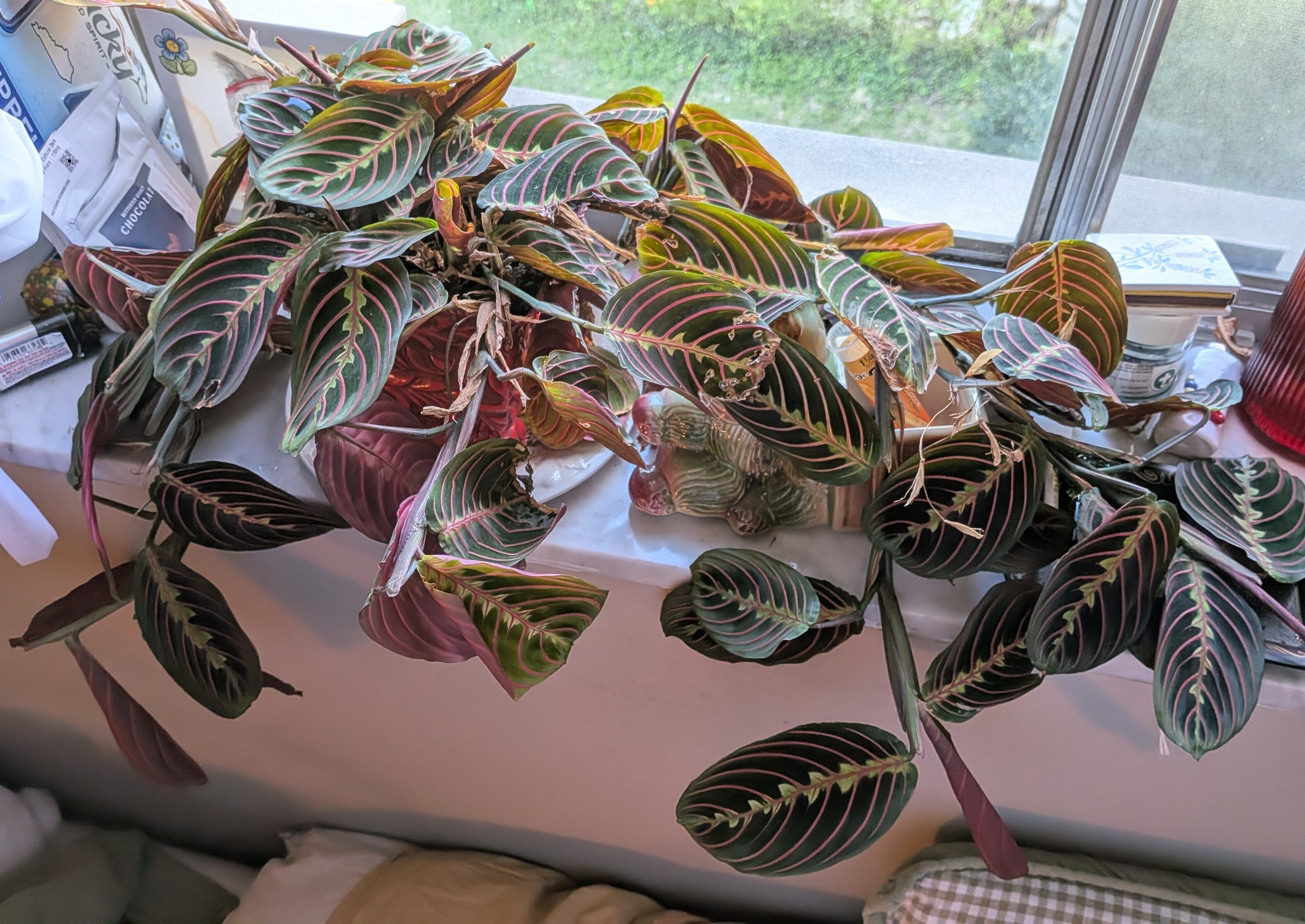 Prayer Plant Care Guide (Maranta) | Tips & Tricks | The Sill