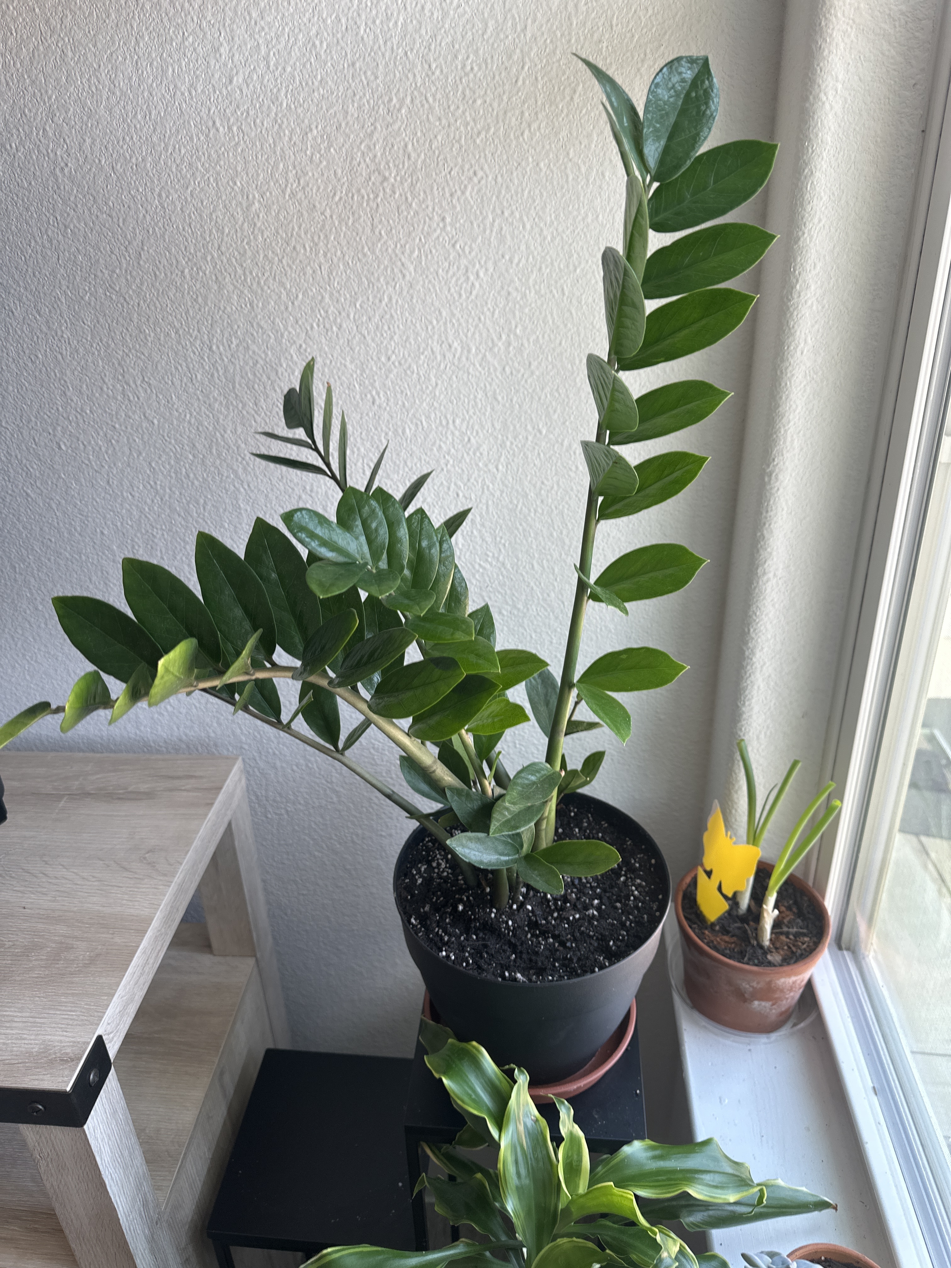 The Sill | How To Care for a ZZ Plant