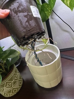 Golden Pothos Care | Grow & Propagate | The Sill