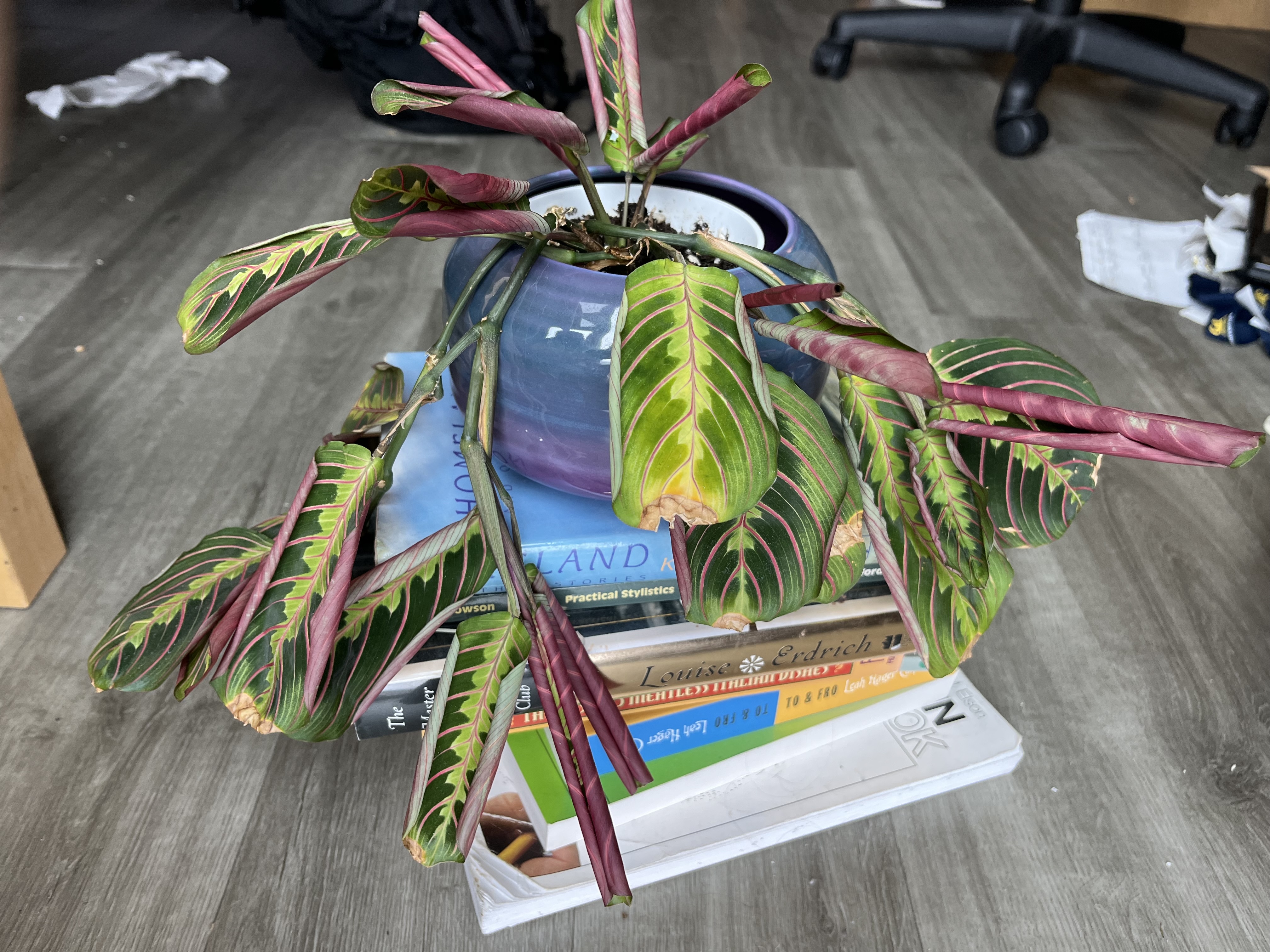philodendron brandtianum care 6