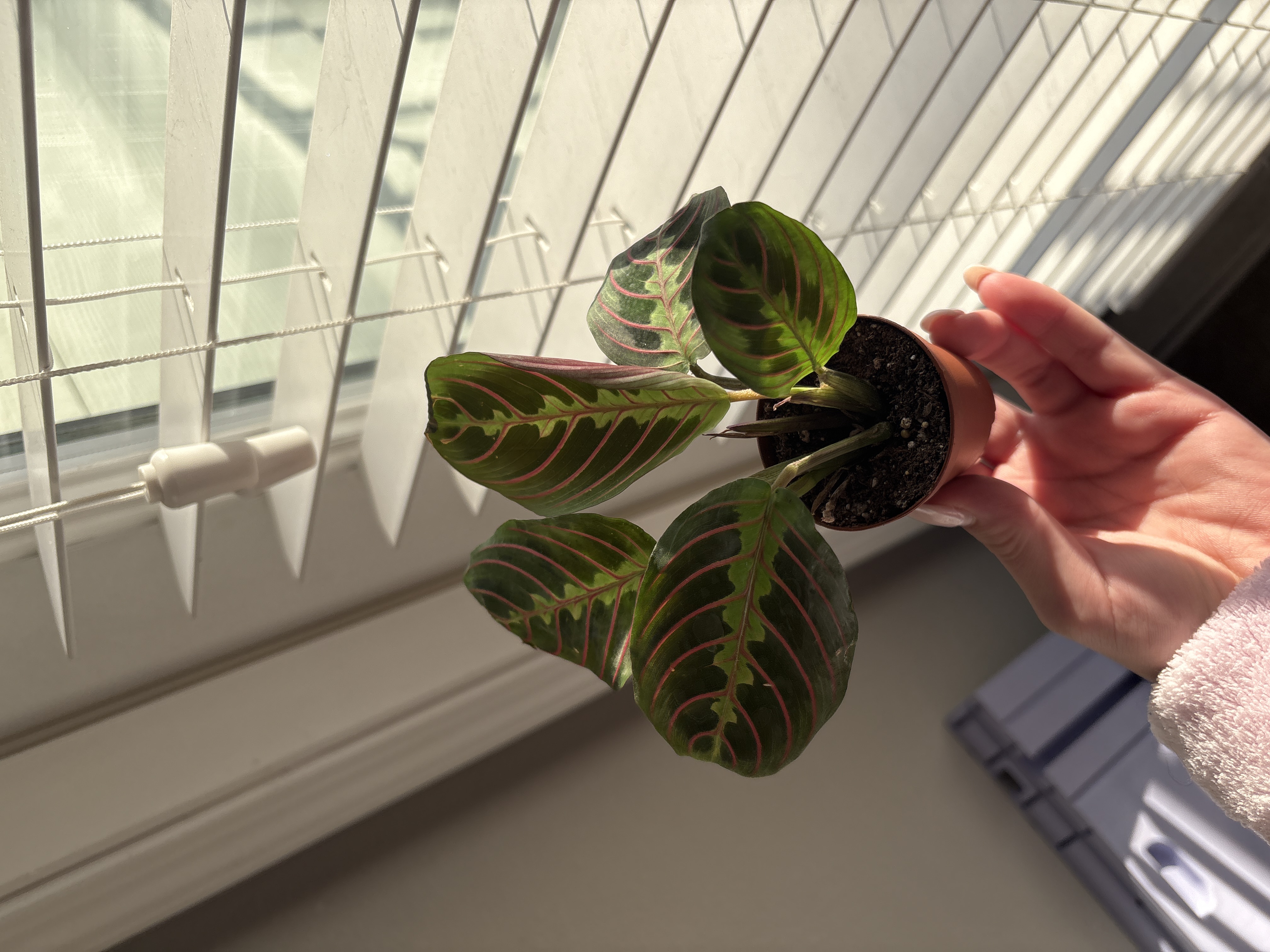 Prayer Plant Care Guide (Maranta) | Tips & Tricks | The Sill