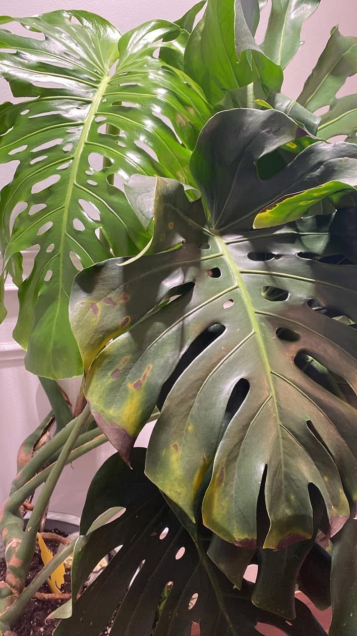 The Sill | How To Care for a Monstera Deliciosa