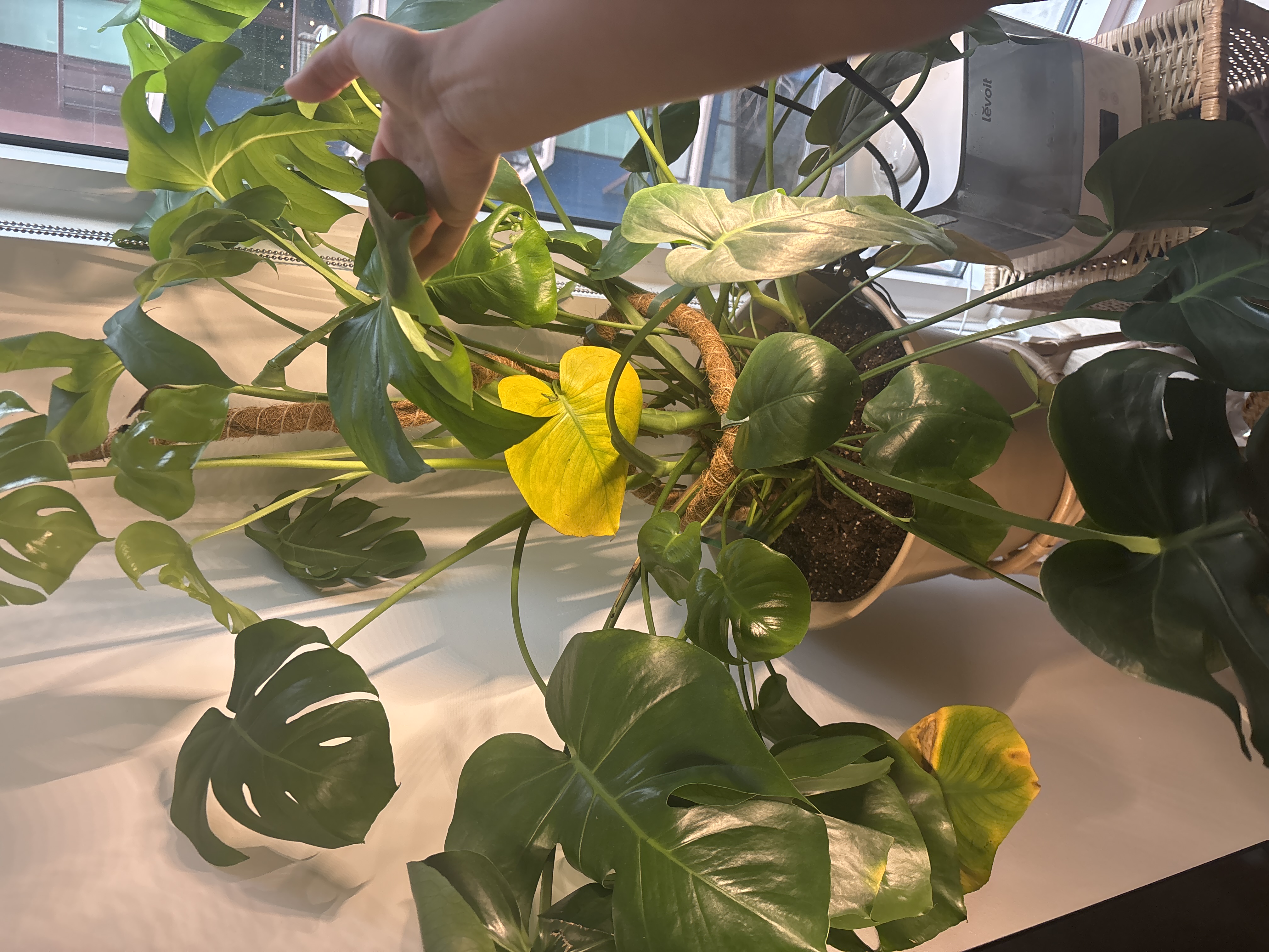 The Sill | How To Care for a Monstera Deliciosa