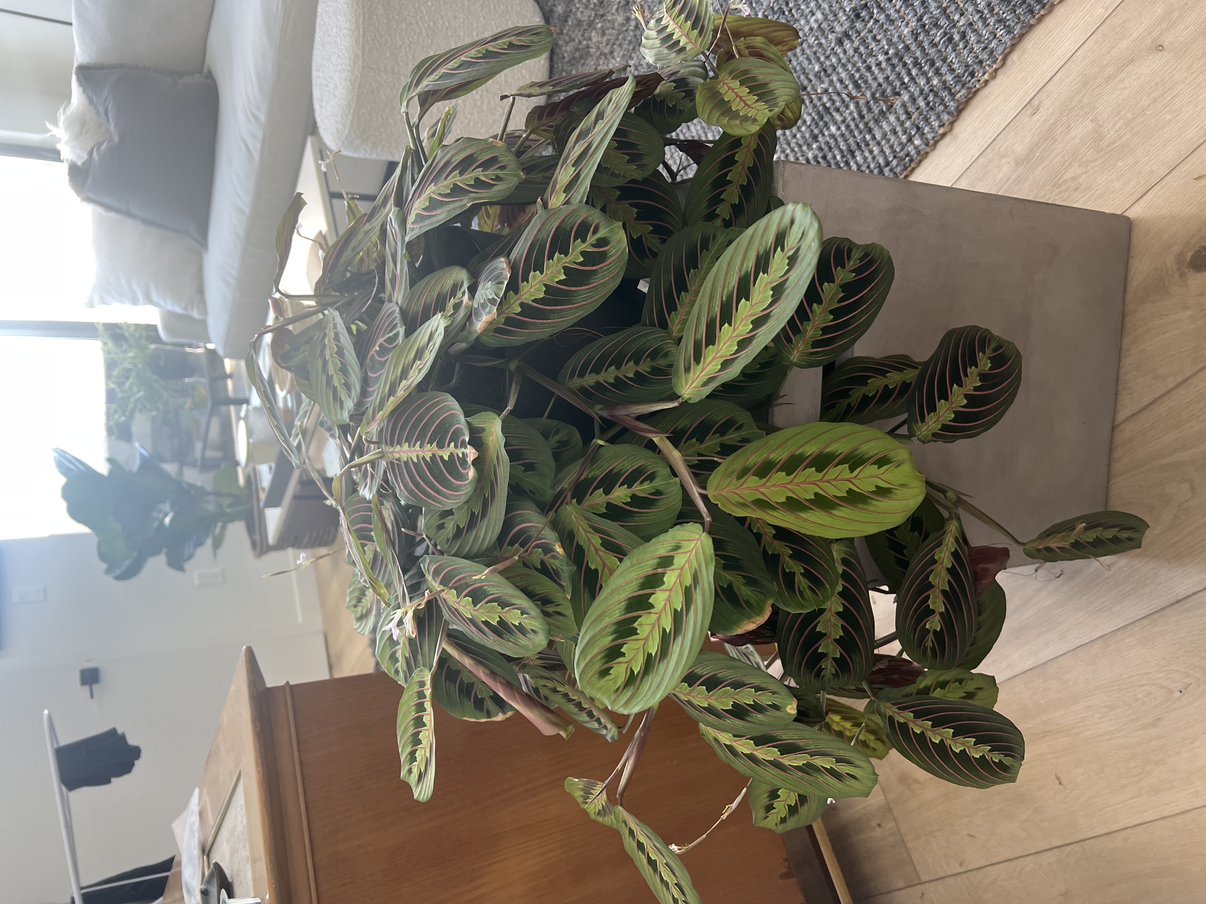 Prayer Plant Care Guide (Maranta) | Tips & Tricks | The Sill