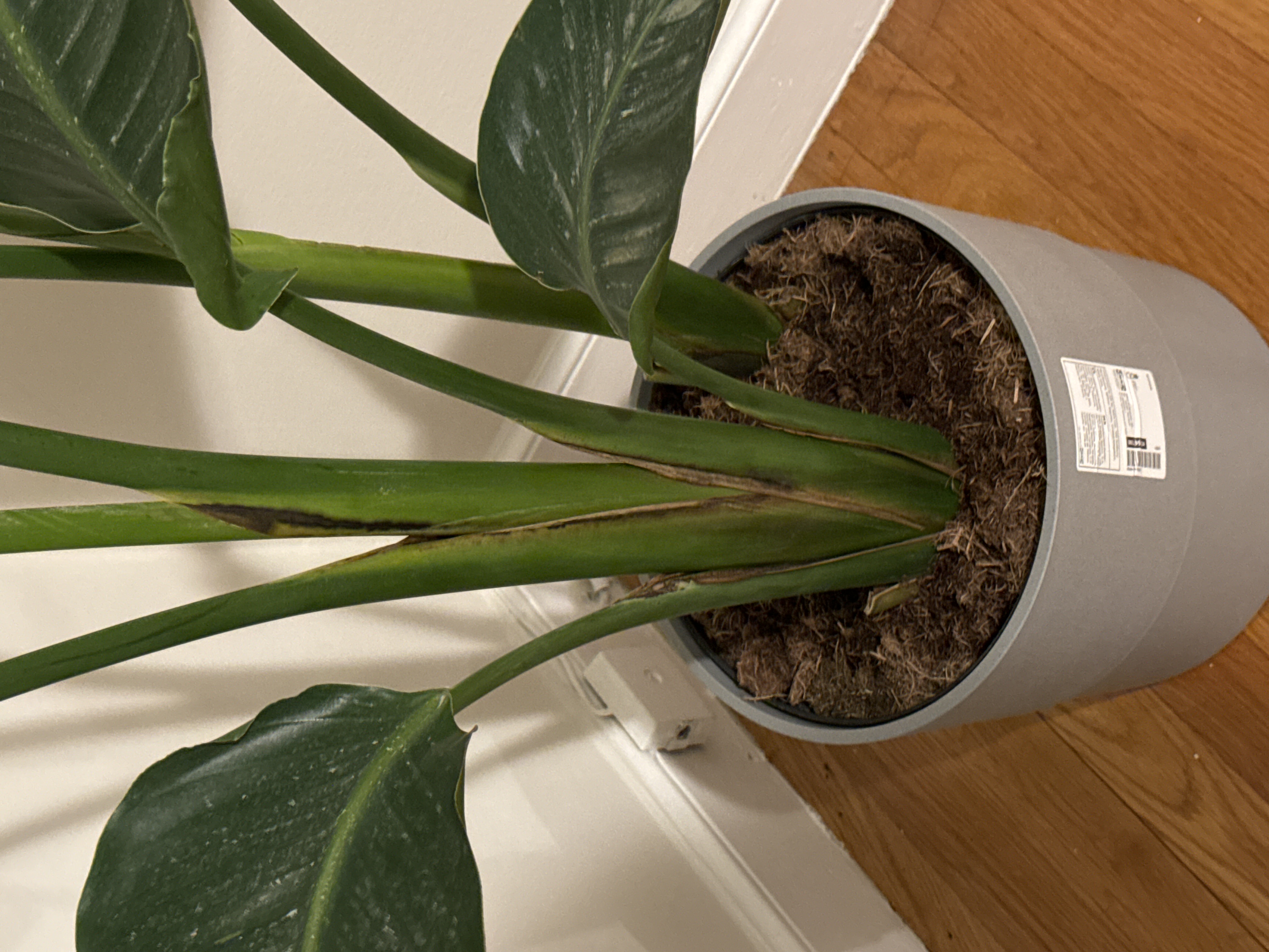 zimmerpflanze maranta Maranta Zitrone Limette | Ungiftige Zimmerpflanze main image 0