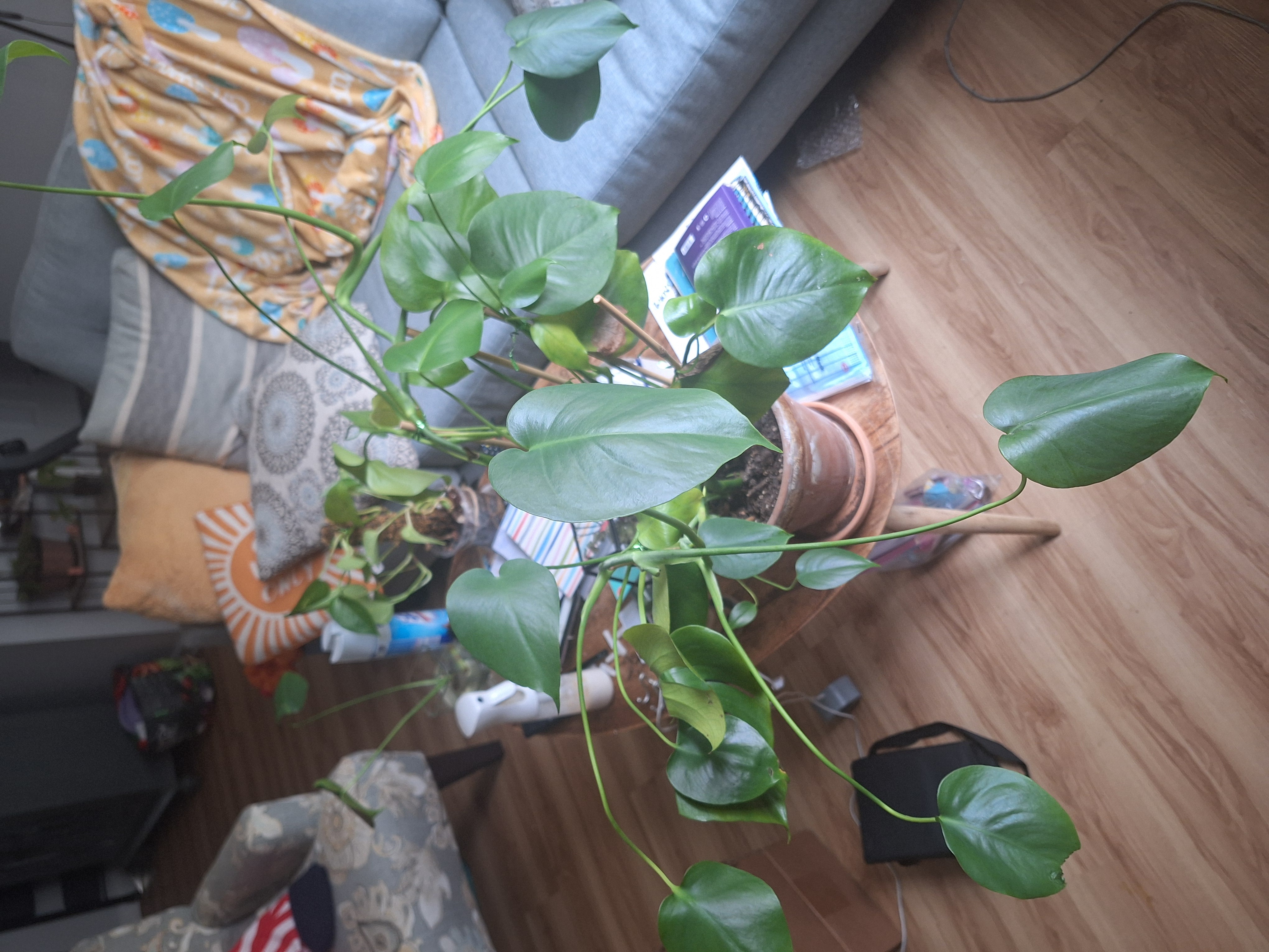The Sill | How To Care for a Monstera Deliciosa