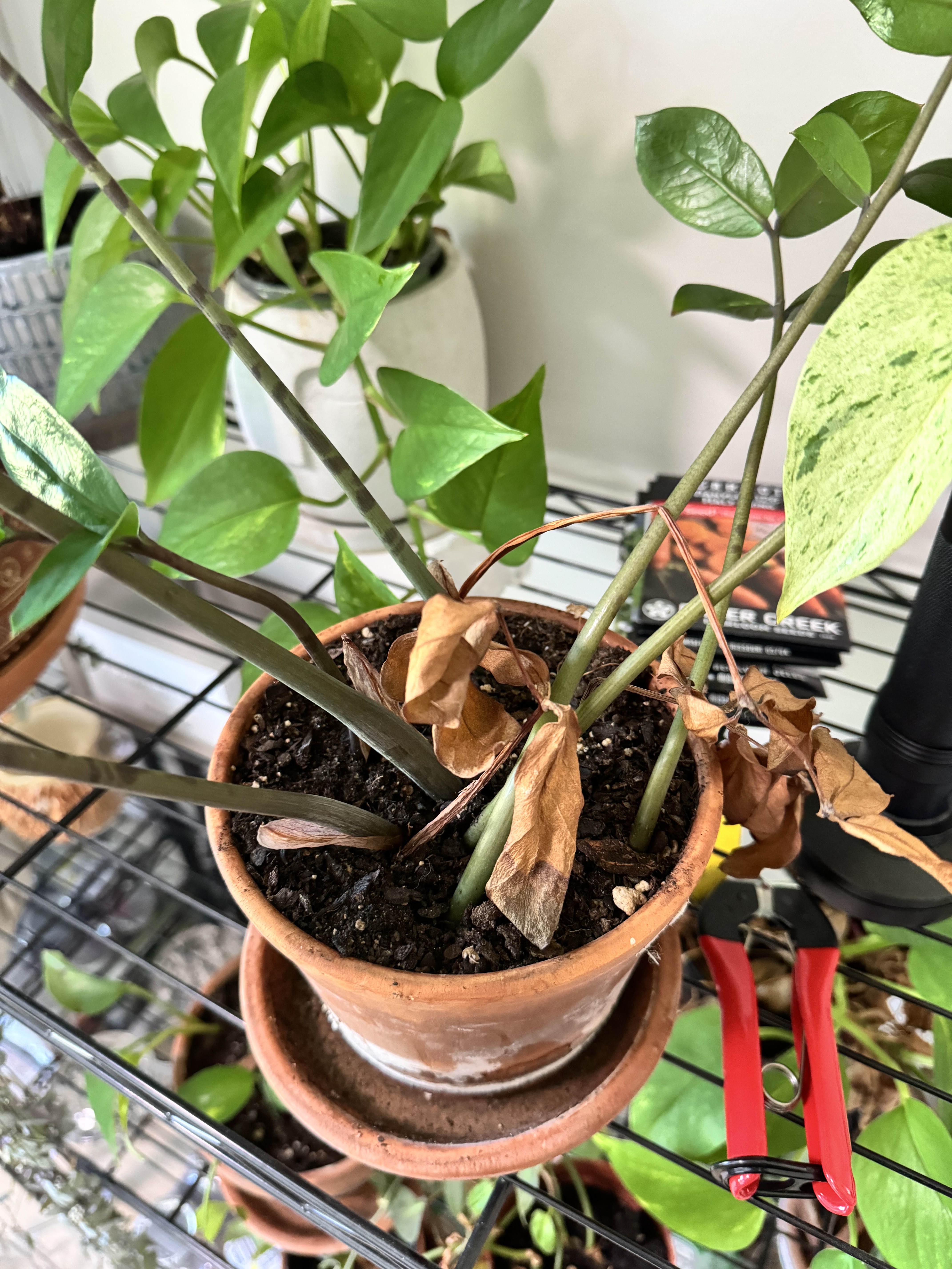 The Sill | How To Care for a ZZ Plant