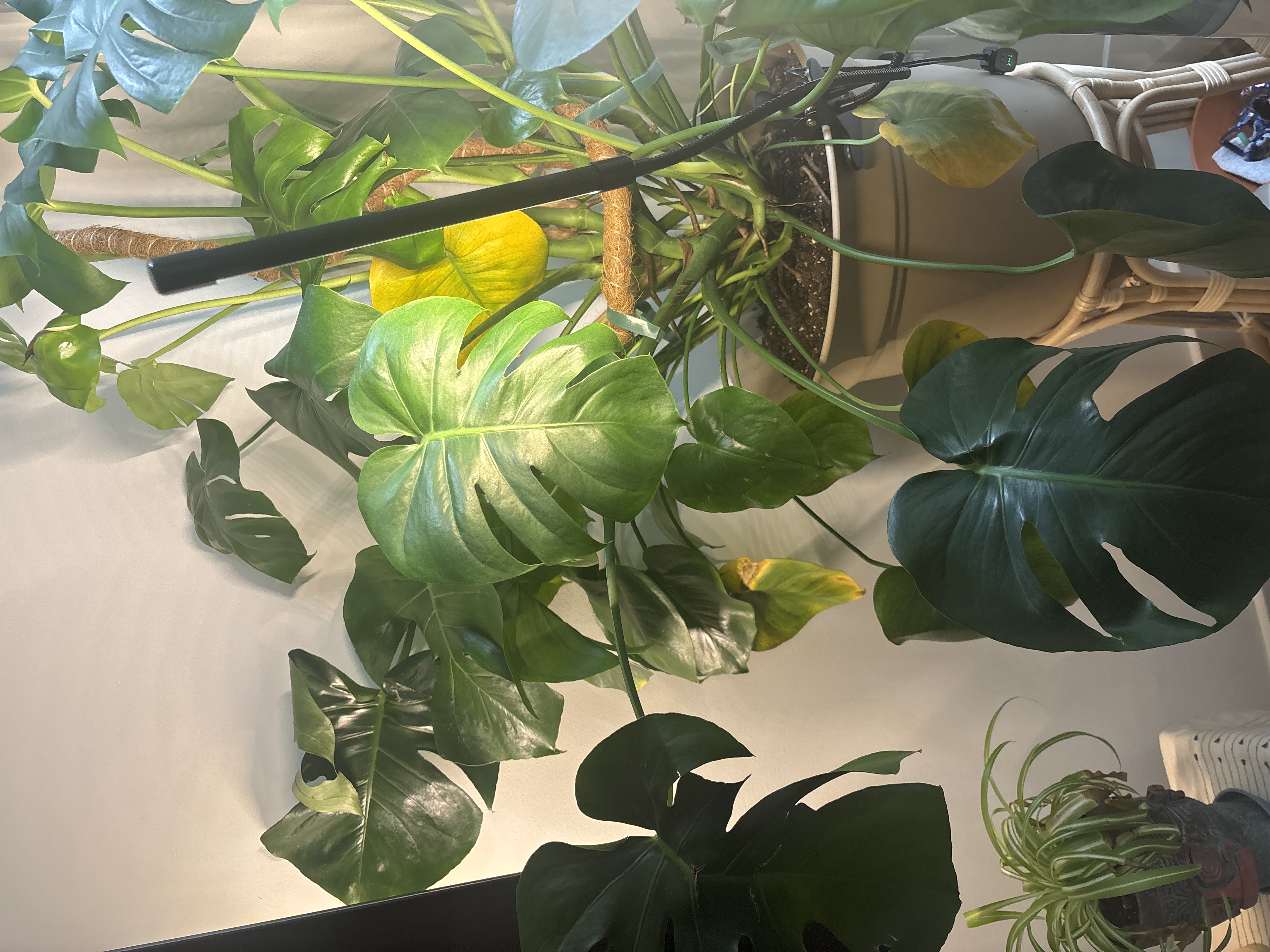 The Sill | How To Care for a Monstera Deliciosa