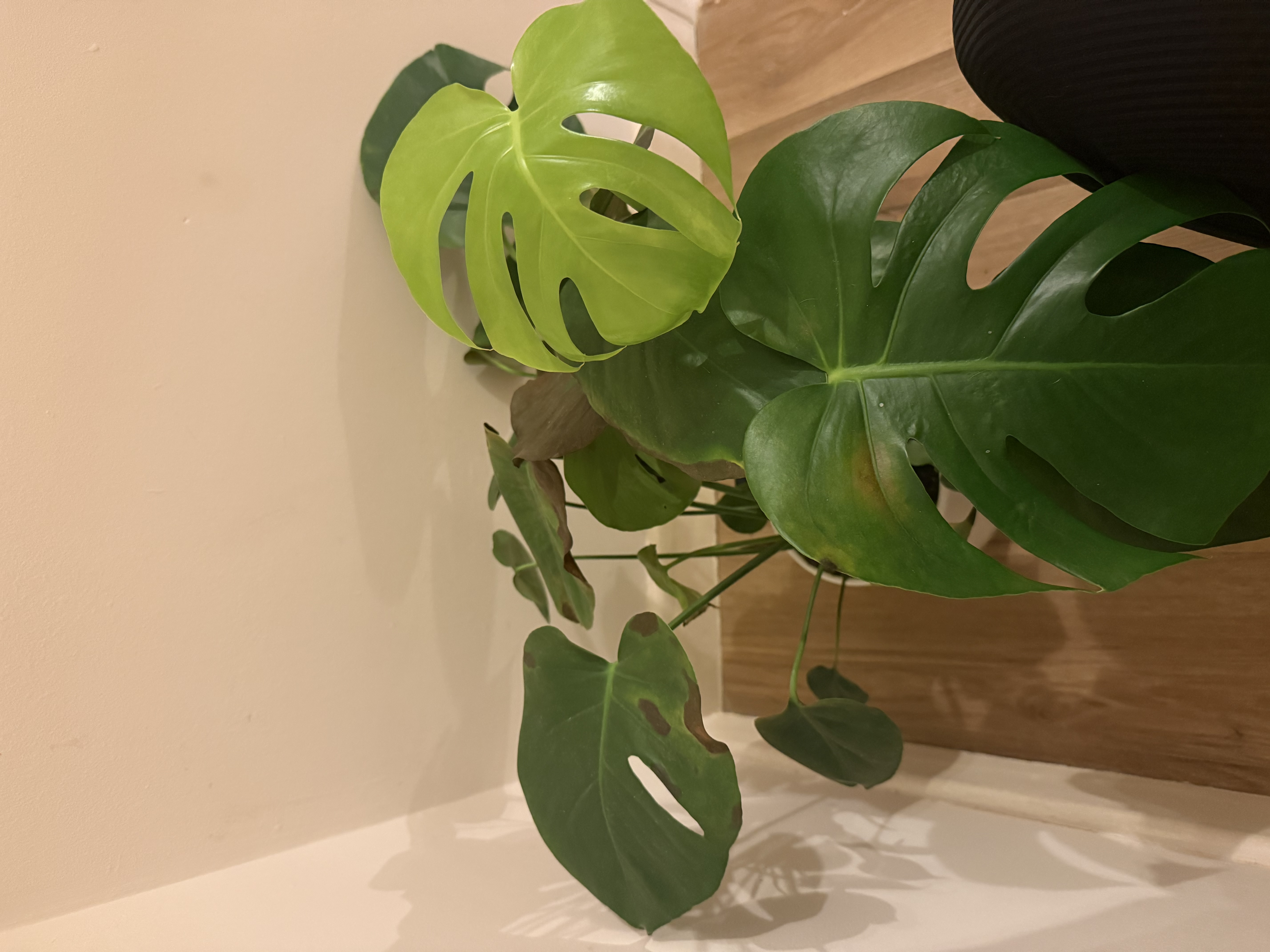 The Sill | How To Care for a Monstera Deliciosa