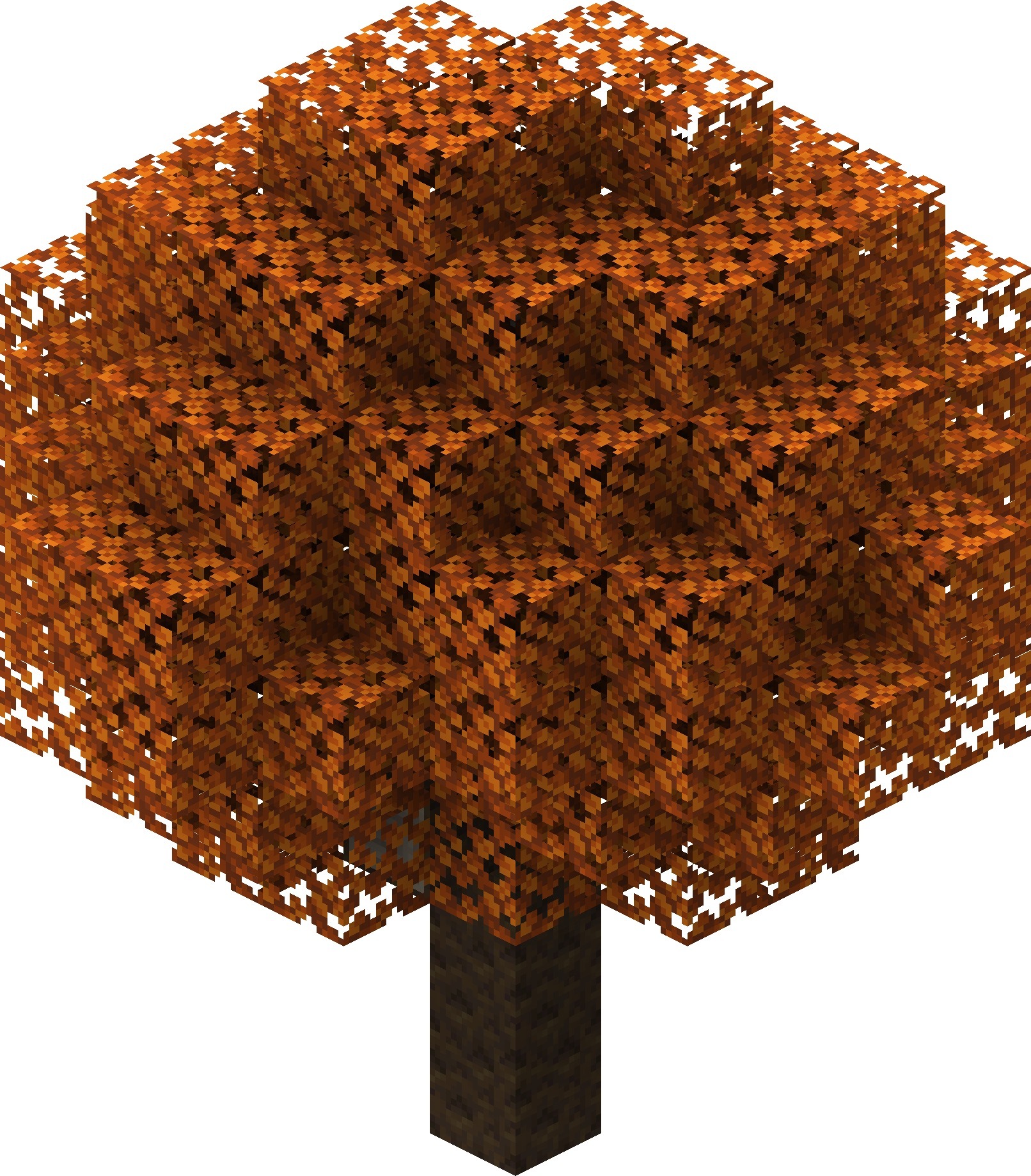Poplar_Tree_Orange_Leaves.jpeg