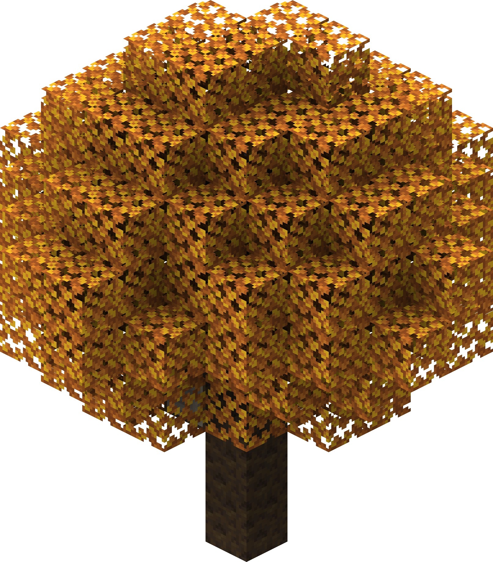Poplar_Tree_Yellow_Leaves.jpeg